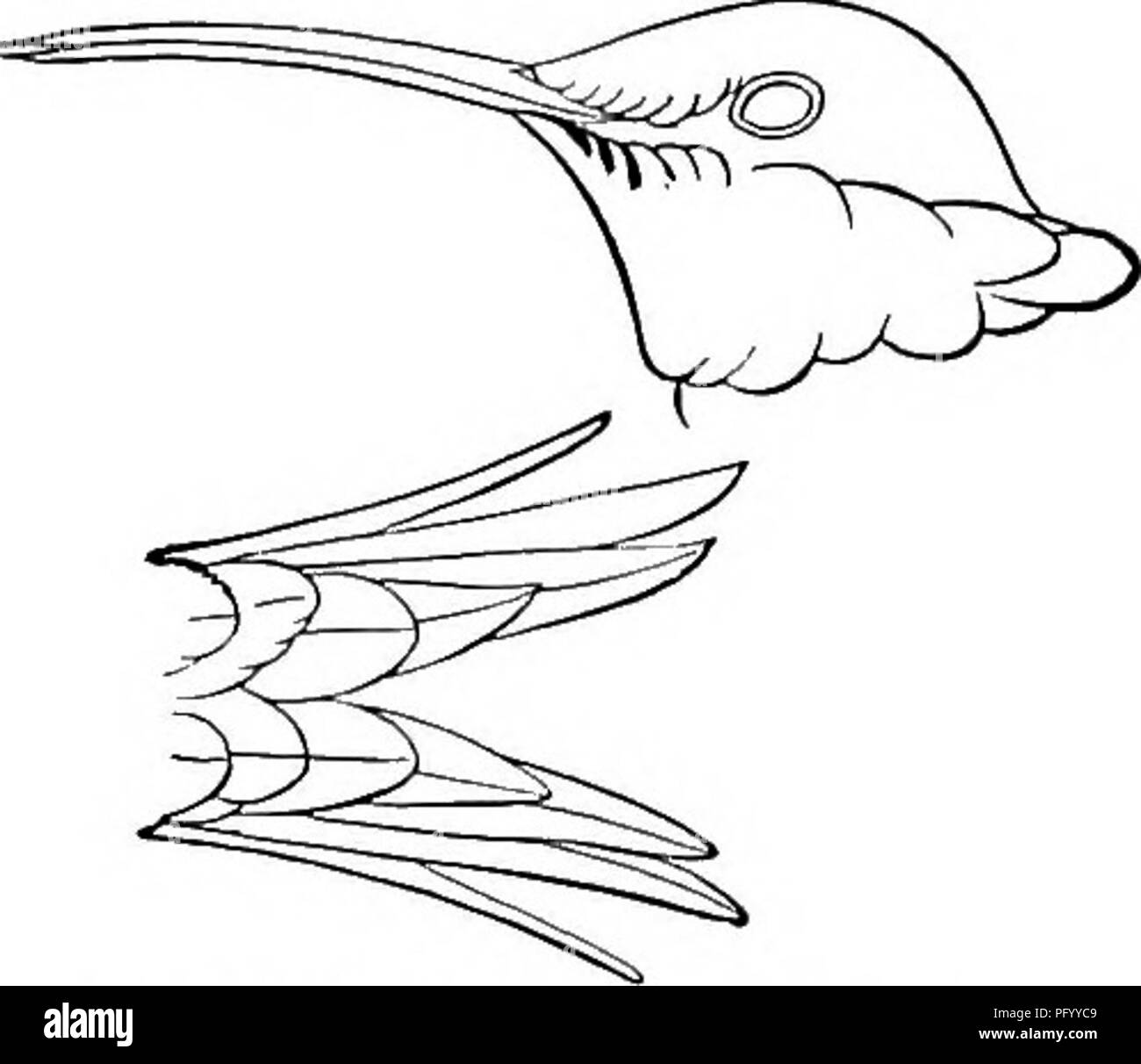 . Gli uccelli del Nord e Centro America : un catalogo descrittivo dei maggiori gruppi, generi, specie e sottospecie di uccelli noto verificarsi in Nord America, dall'Artico terre al istmo di Panama, Indie Occidentali e le altre isole del mare dei Caraibi, e l'Arcipelago delle Galapagos . Gli uccelli. TILMATURA duponti, J. 2. CALOTHORAX luoifer, &LT;f.. Si prega di notare che queste immagini vengono estratte dalla pagina sottoposta a scansione di immagini che possono essere state migliorate digitalmente per la leggibilità - Colorazione e aspetto di queste illustrazioni potrebbero non perfettamente assomigliano al lavoro originale. Ridgway, Robert, 1850 Foto Stock