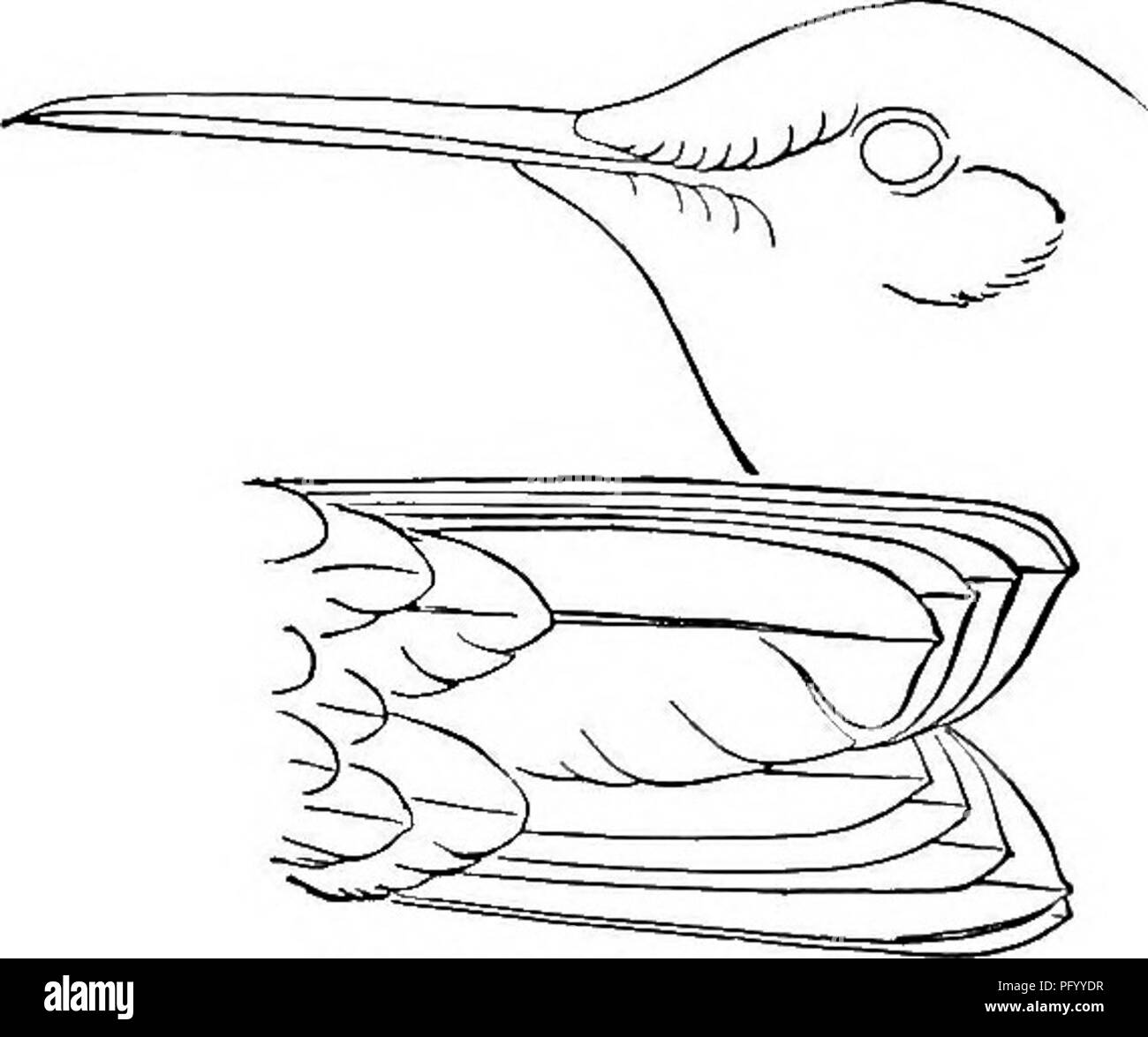 Questo catalogo completo descrive le specie di uccelli presenti in tutto il Nord e il Medio America, coprendo un'ampia gamma geografica dall'Artico a Panama, alle Indie occidentali e alle Isole Galapagos. Include resoconti dettagliati di gruppi di uccelli, generi e specie superiori. Foto Stock