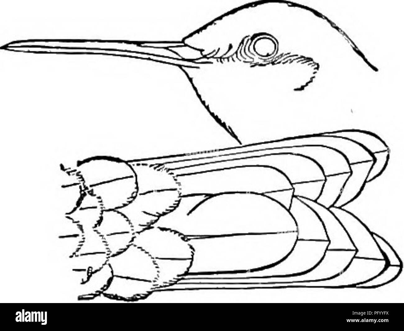 . Gli uccelli del Nord e Centro America : un catalogo descrittivo dei maggiori gruppi, generi, specie e sottospecie di uccelli noto verificarsi in Nord America, dall'Artico terre al istmo di Panama, Indie Occidentali e le altre isole del mare dei Caraibi, e l'Arcipelago delle Galapagos . Gli uccelli. U. S. MUSEO NAZIONALE Bu lletin n. 50, parte 5, PL. XVIII. Si prega di notare che queste immagini vengono estratte dalla pagina sottoposta a scansione di immagini che possono essere state migliorate digitalmente per la leggibilità - Colorazione e aspetto di queste illustrazioni potrebbero non perfettamente assomigliano al lavoro originale. Ridgway, Robert Foto Stock