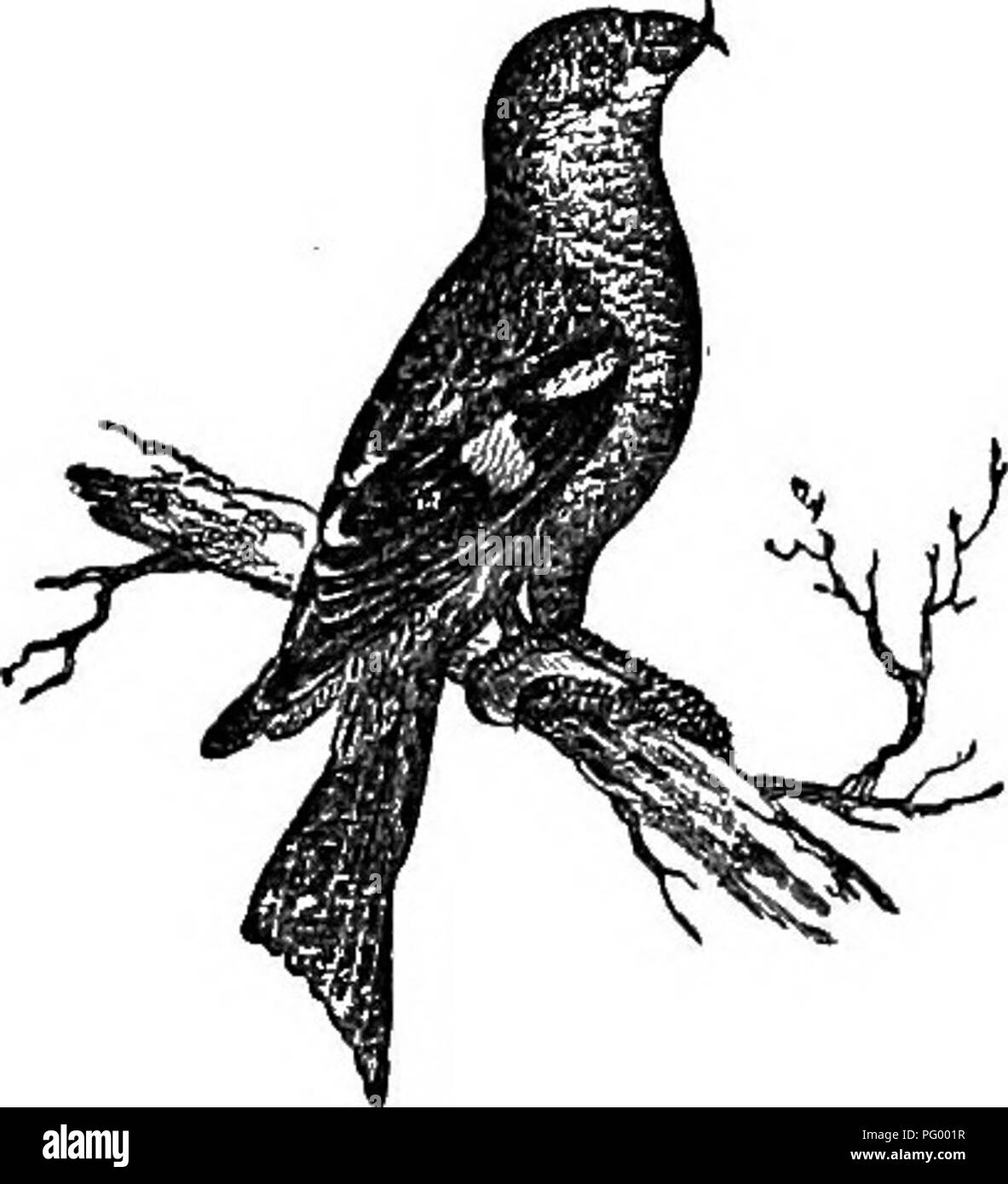 . Storia naturale degli animali. Contenente una breve descrizione degli animali figurati sul Tenney di storia naturale compresse, ma completo senza le compresse. Zoologia. Ad es. 134.-viola Finch. Fig. 135. - Bianco-winged Crossbill. ican cardellino, è di un bel giallo, la corona e le ali di colore nero, la coda e le ali contrassegnate con il bianco. Il nido è molto bello, fatta di licheni e fissata ad un ramoscello; uova di bianco con una sfumatura bluastra e macchiato con brown in corrispondenza della base maggiore. Crossbills sono i punti della proposta di legge molto curvo e che si incrociano. Per mezzo di questo curioso strumento che può aprire il co Foto Stock