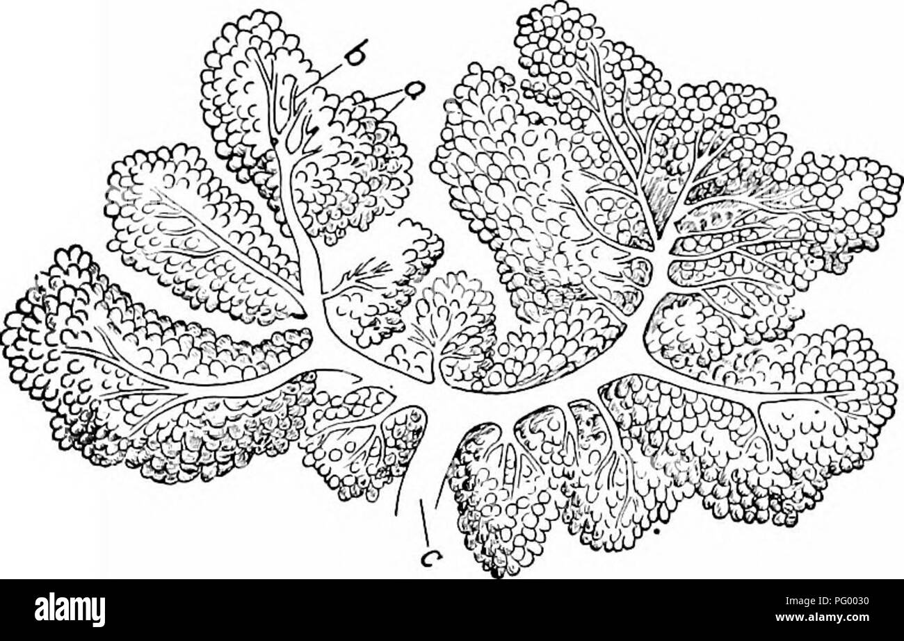 . Feed e abbreviata di alimentazione : l'essenziale dell'alimentazione, la cura e la gestione di animali da fattoria, compreso il pollame : adattato e condensati da alimentazioni e alimentazione (XVI ed.). Alimenta; nutrizione animale. 80 alimenta e alimentazione, schematizzati II. Produzione di latte op la secrezione di latte.-latte, il fluido meraviglioso progettato dalla natura per il nutrimento dei giovani di tutti i mammiferi, è secreta da speciali organi, chiamati ghiandole mammarie. Gli scienziati sono in disaccordo per quanto riguarda l'esatto processo mediante il quale il latte è formata nella piccola, sac-come corpi, noto come negli alveoli, nella mammella. Tuttavia, sappiamo bene che il sangue, la Foto Stock