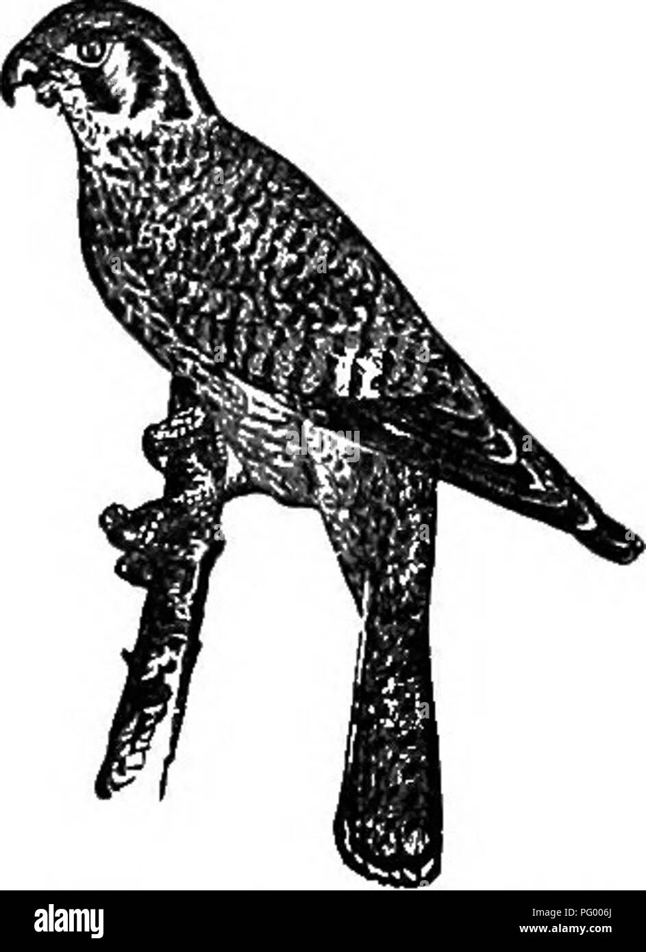 . Storia naturale degli animali. Contenente una breve descrizione degli animali figurati sul Tenney di storia naturale compresse, ma completo senza le compresse. Zoologia. 64 Vertebrati: uccelli. velocità attraverso tutti i trucioli e gli avvolgimenti, e quando entro pochi metri, si sviluppa i suoi artigli, afferra il premio, e porta via in qualche luogo appartato e divora. A volte si spazia su acqua e le catture di anatre e di altri uccelli di nuoto. Questo falco è di circa un piede e mezzo di lunghezza. Il Pere- grine Falcon di Europa, molto simile a questa specie, anticamente era molto usata in falconeria un fashiona Foto Stock
