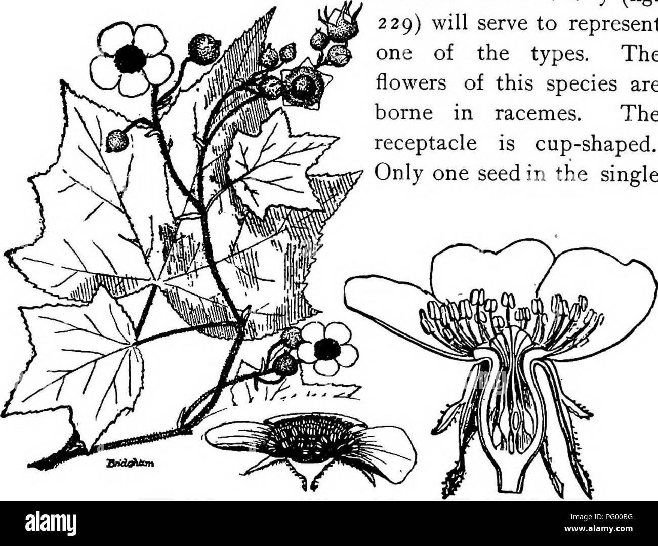 . Lezioni di botanica. La botanica. Fig. 226. 3d. I lamponi, more, ecc., qui rappresentato dal fiore- ing lampone (Rubus odoratus), fig. 227. 4th. Questo è offrono rappresentato dalle rose. Il re- ceptacle è a urna e costitui- limitato verso l'alto por- zione, con la carpels racchiuso 5th. È CUp- Fiore di Fragaria vesca colonnare con gv {}iq base (feudo. 2 28). recipiente. (Da riscaldamento.) &AMP;' /* qui il ricettacolo o sagomato a campana e quasi chiusa in corrispondenza della bocca come nell'agrimonia. 428. Lezione XII. La mandorla o prugna famiglia (amigdala- cese).-i membri di questa famiglia ar Foto Stock