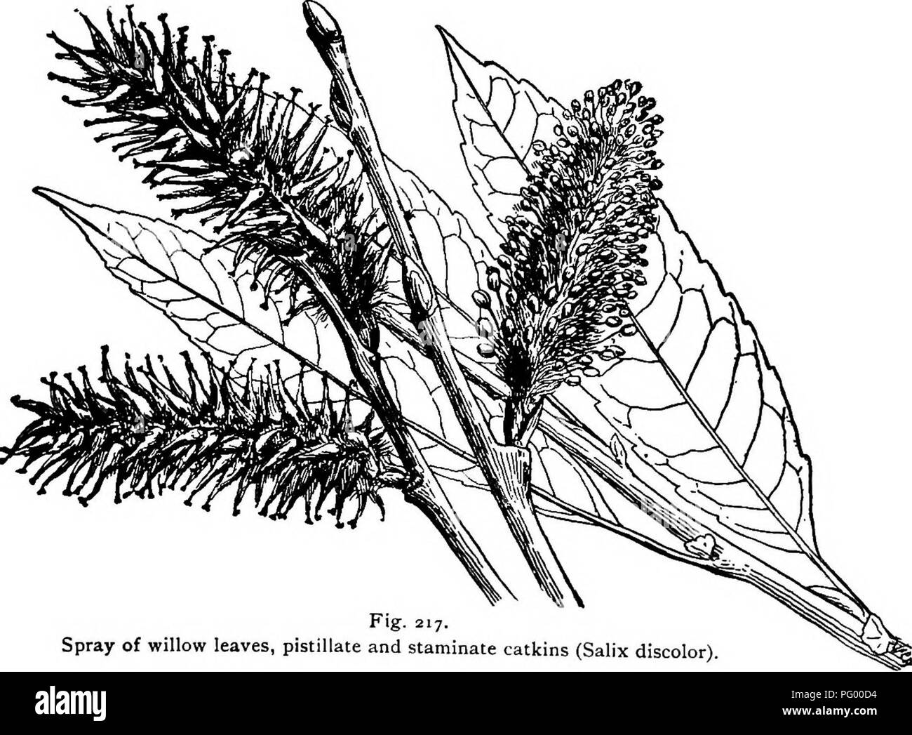 . Lezioni di botanica. La botanica. Capitolo XLI. Dicotiledoni. Argomento IV: dicotiledoni con distinte petali di fiori in amenti, o aments; spesso degenerare. Ordine Amentifer^:. 407. Lezione IV. La famiglia di salice (salicaceae).-l'wil- bassi rappresentano un gruppo molto interessante di piante in cui l. Fig. 217. Spray di foglie di salice, pistillate e staminate amenti (Salix scolorire). fiori sono grandemente ridotti. I fiori sono affollate su un più o meno allungati asse formante un amento, o il Ament. La 250. Si prega di notare che queste immagini vengono estratte dalla pagina sottoposta a scansione di immagini che possono essere state enha digitalmente Foto Stock