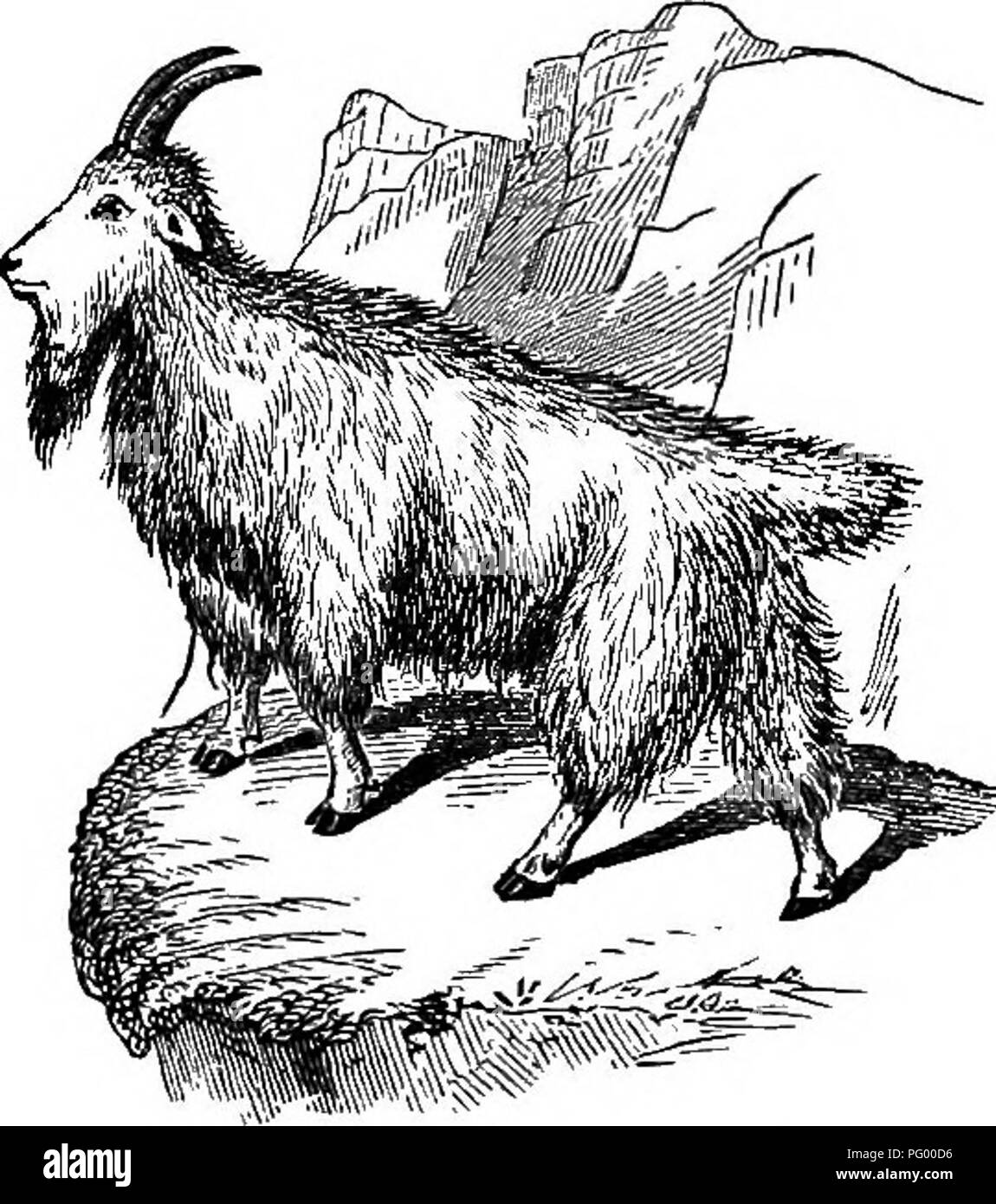 . Storia naturale degli animali. Contenente una breve descrizione degli animali figurati sul Tenney di storia naturale compresse, ma completo senza le compresse. Zoologia. Gli erbivori: antilopi. 33 capre cashmere. Essa abita le alte vette dei monti, frequentando i luoghi più ripida. Fig. 63. - Rocky Mountain Capra. La gazzella, dell Africa e dell Asia, è circa le dimensioni di un piccolo cervo e viene celebrata per le sue belle e grazia-. Si prega di notare che queste immagini vengono estratte dalla pagina sottoposta a scansione di immagini che possono essere state migliorate digitalmente per la leggibilità - Colorazione e aspetto di questi illustra Foto Stock