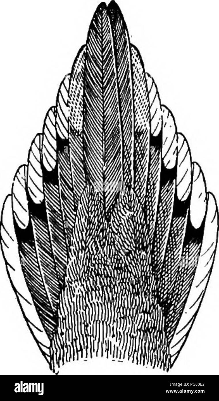 . Una guida per gli uccelli del New England e New York orientale; contenente una chiave per ogni stagione e brevi descrizioni di oltre duecentocinquanta specie, con particolare riferimento al loro aspetto nel campo. Gli uccelli; uccelli. Colomba MOUKNING 247 il lutto Colomba è una residenza estiva del centro e sud del New England e della Hudson Valley, arrivando a fine marzo, e ri- altre fino a ottobre. Se trovate come lontano nord come la concordia, N. H., è generalmente poco a nord del sud del Connecticut o solo localmente in comune le più ampie vallate del fiume. Frequenta pianure sabbiose e i bordi della vecchia f Foto Stock