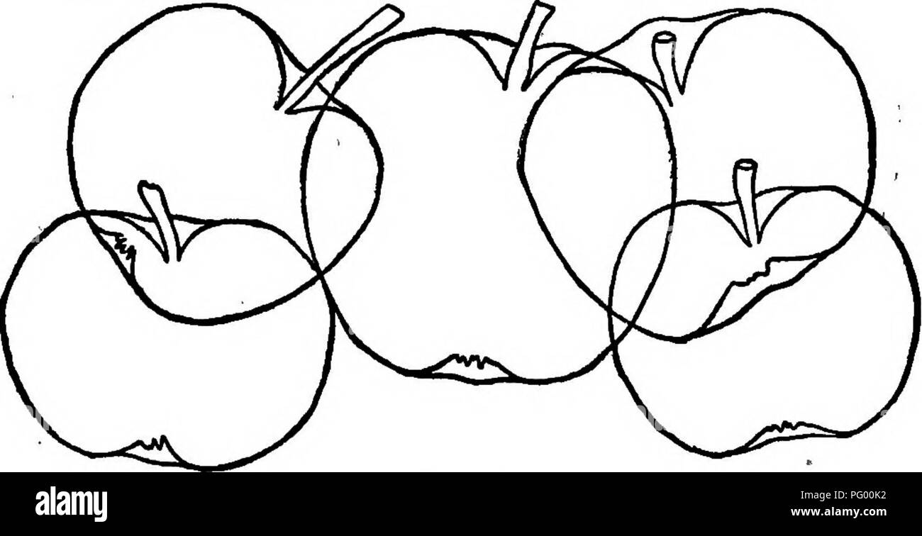 . L'Americano culturist frutta, contenente le indicazioni per la propagazione e la cultura di tutti i frutti adattata per gli Stati Uniti. Frutti-coltura. 302 Mele, quarti di un pollice lunghe e sottili cavità, acuti; calice ampio, aperto; bacino molto poco profonde; carne bianco giallastro, estremamente tenera e finissima; Sapore mite, sub-acido, ammenda. Un povero coltivatore, ma un primo tasso di dessert di frutta. La fine dell'estate. Origine, Sudbury, messa. Hocking. (Townsend.) piuttosto ampio; a strisce rosse sul giallo; cav- ità ampia; vasca poco profonda, leggermente orlate; carne a grana fine, tenera, mild sub-acido. Agosto. Un montante, vigoroso produ Foto Stock