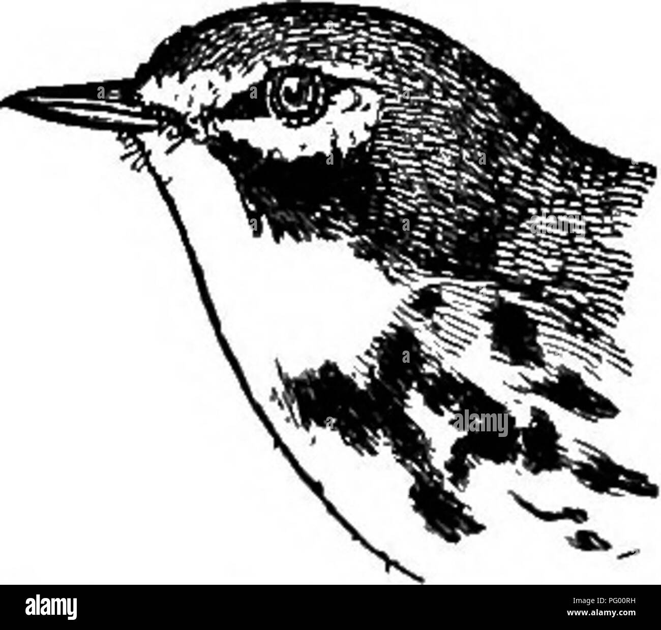 . Una guida per gli uccelli del New England e New York orientale; contenente una chiave per ogni stagione e brevi descrizioni di oltre duecentocinquanta specie, con particolare riferimento al loro aspetto nel campo. Gli uccelli; uccelli. 110 BIEDS DEL NEW ENGLAND E EASTEEN NUOVO YOKK in tlie interno dello Stato. Si è trovato a secco, scrubby di seconda crescita soprattutto sul terreno sabbioso. È abbondante di Martha's Vineyard e su parti di Cape Cod MA rare o solo localmente comune su gran parte della sua gamma. Si arriva all'inizio di maggio, e lascia in settembre. La Prairie trillo di canzone è una serie di sottili e non Foto Stock