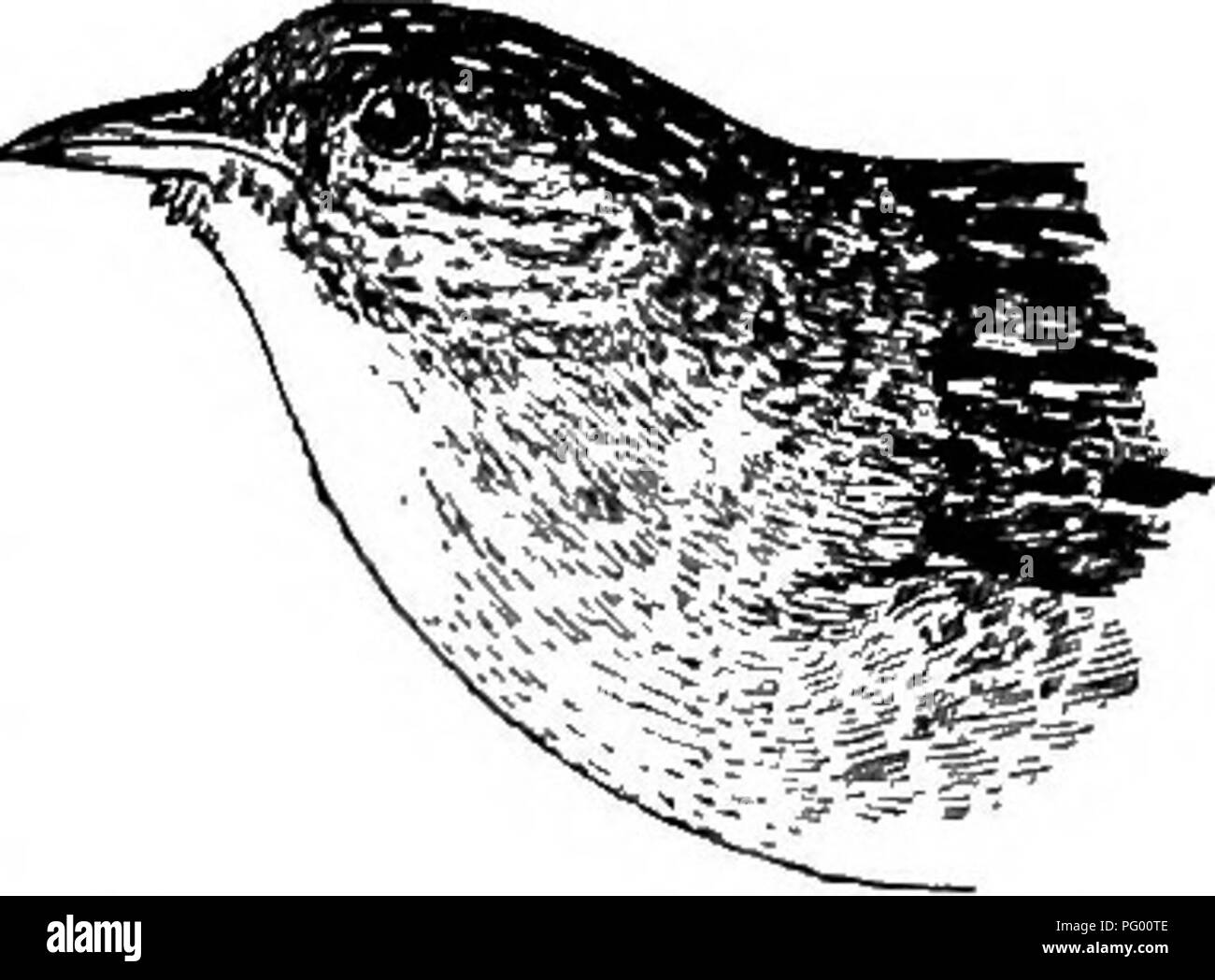 Questa voce descrive il Marsh Wren, un raro abitante estivo locale nel New England meridionale e centrale e a New York. Il wren arriva a maggio e rimane fino a settembre, preferendo prati seduti vicino a ruscelli o fiumi d'acqua dolce. Si distingue dalla palude Wren per la sua preferenza per questi particolari habitat. Foto Stock