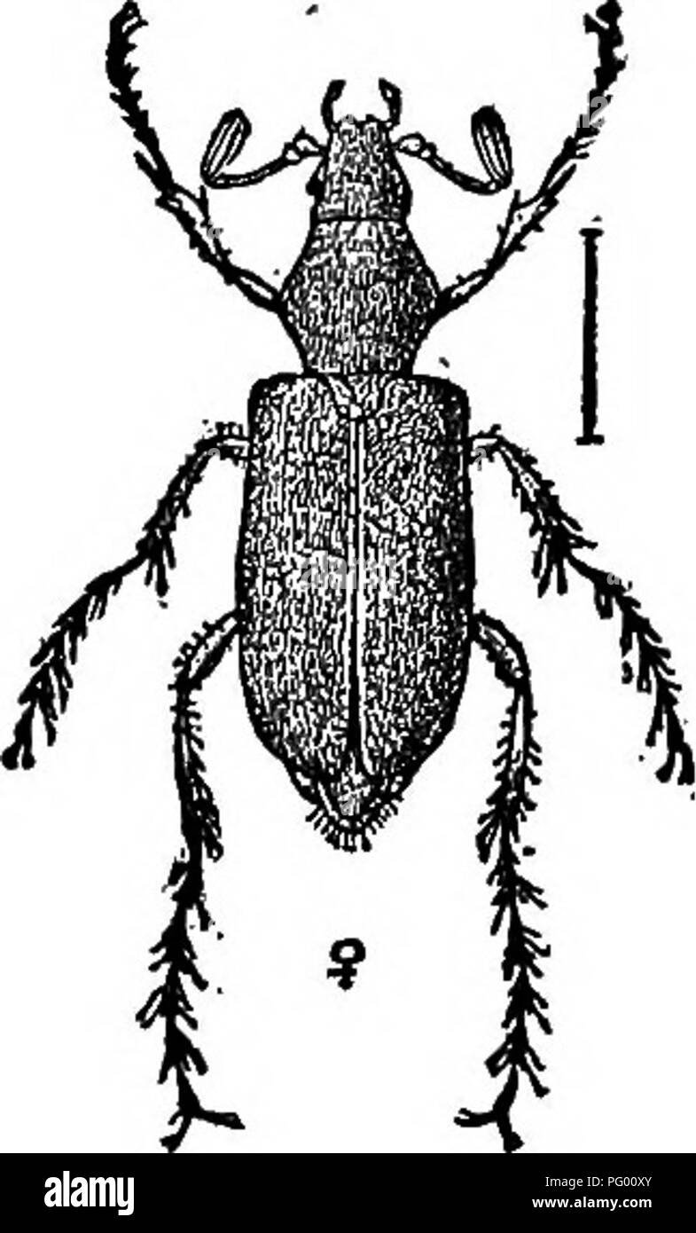 . L'Americano culturist frutta, contenente le indicazioni per la propagazione e la cultura di tutti i frutti adattata per gli Stati Uniti. Frutti-coltura. Distruttiva. Gli insetti. 199 vibra. Seguire questo trattamento nella prima parte del mese di giugno spruzzando la infestavano le porzioni dei vigneti con Parigi verde (una libbra di cento e di cinquanta galloni di acqua) per uccidere il g;sfrega-quindi alimentare sulle superfici superiori delle foglie; ogni grub poi uccisa significa inferiore di uno scarabeo per hibernate e attaccare le gemme della prossima primavera; è quindi molto importante per uccidere queste larve in giugno. Il Rose-Chafer o " Rose Foto Stock