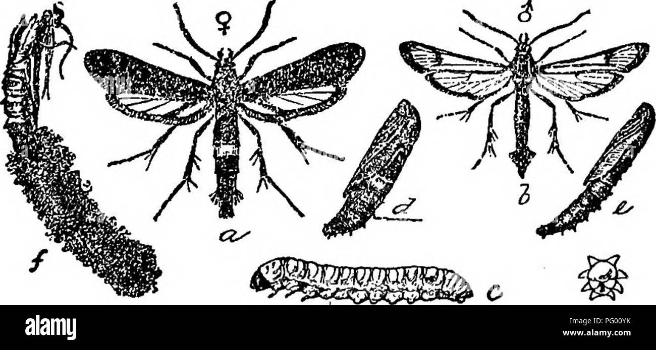 . L'Americano culturist frutta, contenente le indicazioni per la propagazione e la cultura di tutti i frutti adattata per gli Stati Uniti. Frutti-coltura. 192 insetto distruttive:^. ovale, marrone uova sulla corteccia dei tronchi degli alberi da sei a diciotto pollici da terra. Dall'uovo vi botole di evacuazione in una settimana o dieci giorni un minuto larva-giovani borer-che una volta a opere la sua strada in una fessura della corteccia e presto comincia ad alimentare su gli strati interni della corteccia. Essa continua ad alimentare in questo modo, gradualmente ampliando la sua bur- fila sotto la corteccia, fino a quando arriva l'inverno, quando si smette di alimentare e h Foto Stock
