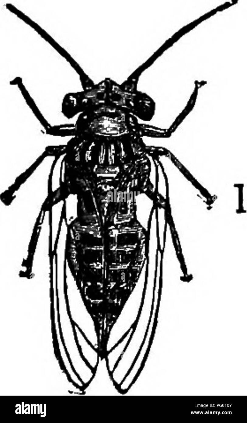 grande insetto volante foto e immagini stock in bianco e nero alamy