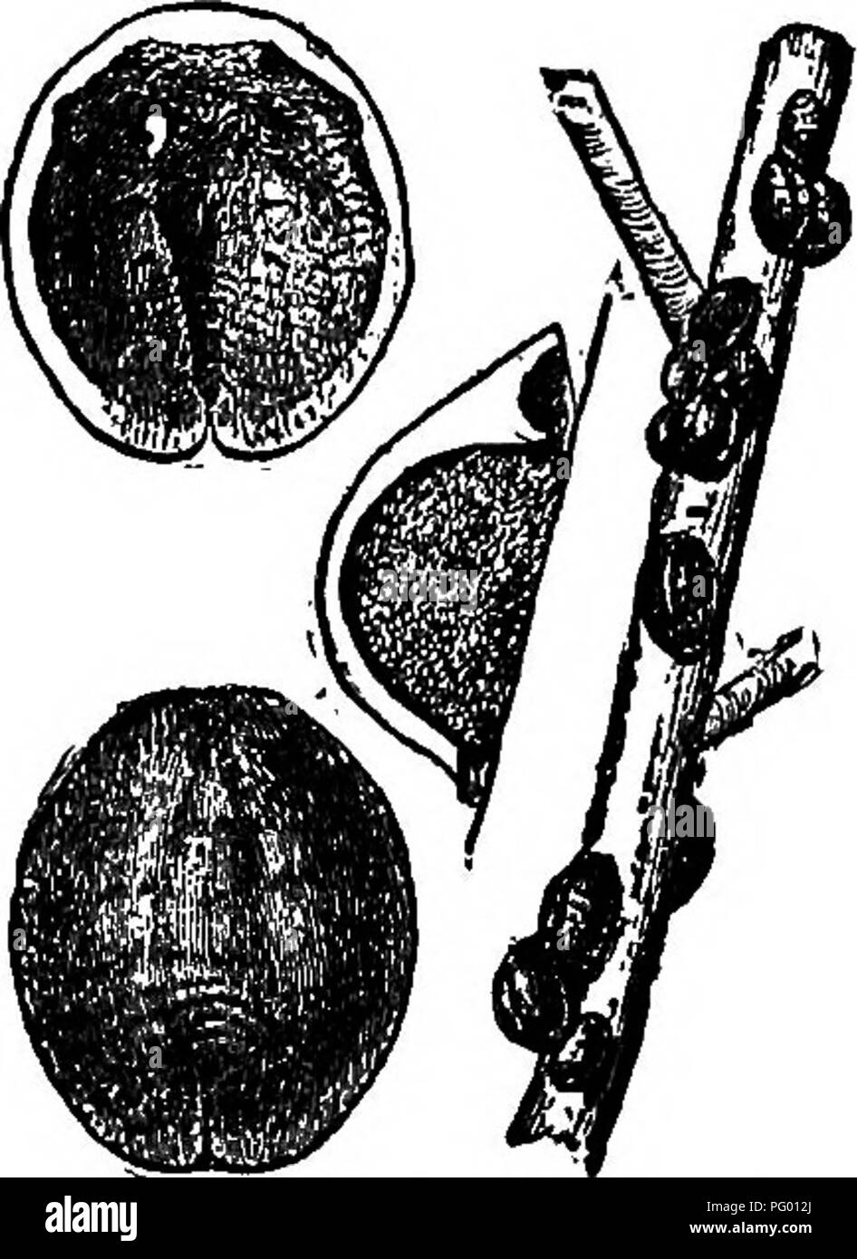 . L'Americano culturist frutta, contenente le indicazioni per la propagazione e la cultura di tutti i frutti adattata per gli Stati Uniti. Frutti-coltura. DEBTRUCTIVM insetti. 169 può essere effettuata anche mediante la spruzzatura di alberi diverse volte durante la stagione di crescita con un kerosene-pompa acqua, utilizzando circa il 20 per cento, di kerosene o con la balena-sapone di olio, circa una sterlina in quattro o cinque galloni di acqua. Per un inverno un lavaggio con una soluzione di buona whale-sapone di olio, due chili in un gallone di acqua, si è dimostrata molto efficace. Kerosene puro è anche efficace, ma spesso ferisce l'albero. Petrolio grezzo applicato come wi Foto Stock