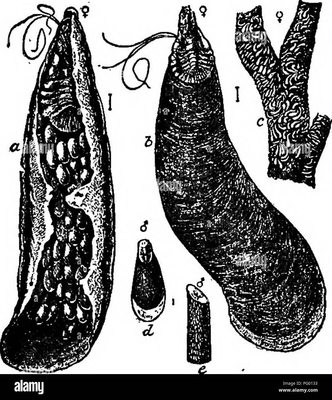 . L'Americano culturist frutta, contenente le indicazioni per la propagazione e la cultura di tutti i frutti adattata per gli Stati Uniti. Frutti-coltura. 166 Insetti distruttivi. ultima parte di maggio. Essi viaggiano circa al di sopra della corteccia per un paio di ore e quando un luogo adatto si è trovato a inserire il loro becco, essi iniziano a nutrirsi e non spostare mai dal posto durante il resto della loro vita. Essi presto cominciare a secernere il coperchio squamosa- ing, che progressivamente aumenta di dimensione con la crescita del corpo di gara dell'insetto sotto. Quando completamente cresciuti inizio in autunno, la femmina deposita il suo contingente di uova sotto Foto Stock