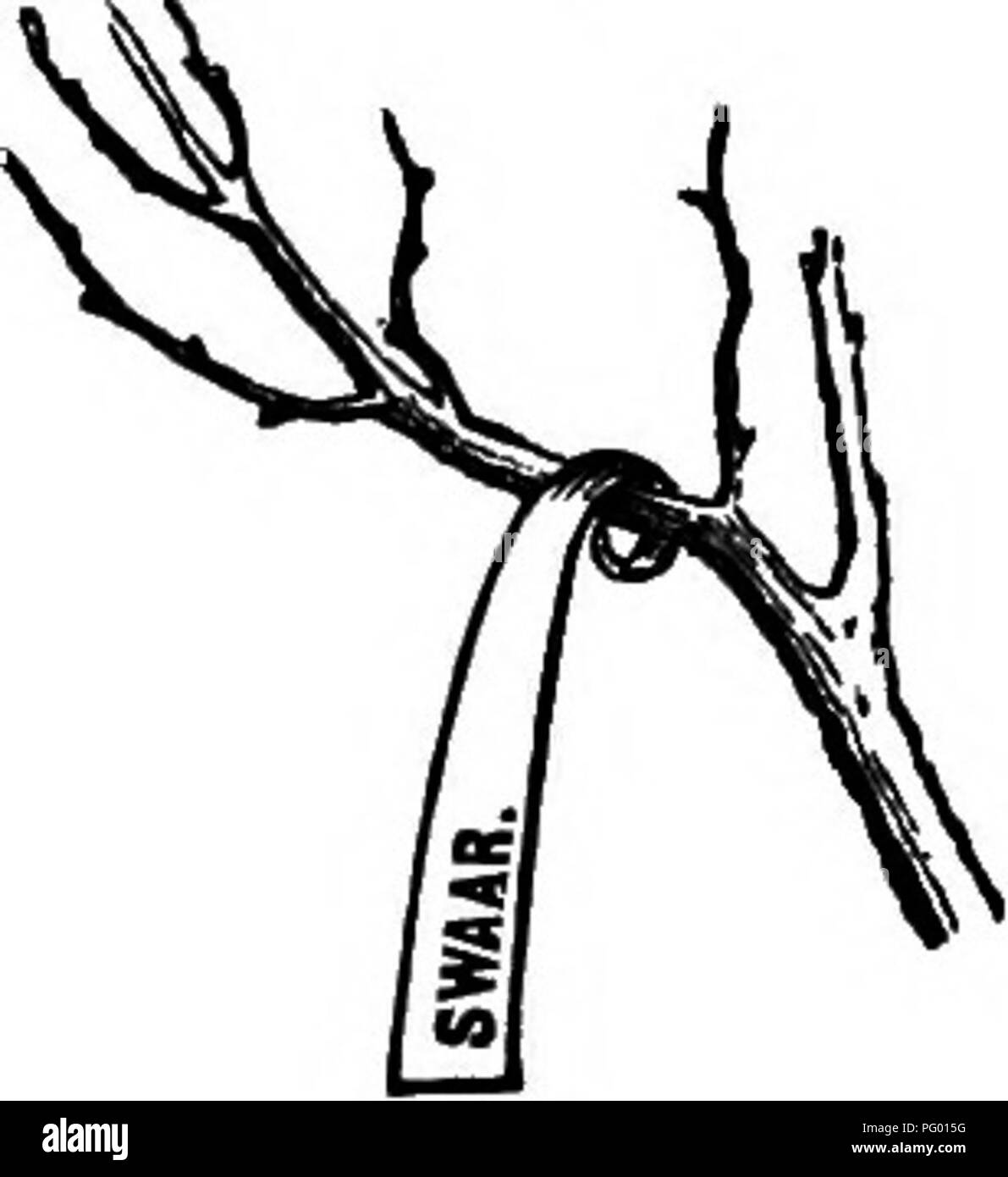 . L'Americano culturist frutta, contenente le indicazioni per la propagazione e la cultura di tutti i frutti adattata per gli Stati Uniti. Frutti-coltura. Fig. 185.-Tag di zinco. Fig. 186.-zinco Tag. vicino alla estremità larga, con qualsiasi forte strumento di acciaio, come un punteruolo, o alla fine di un file massa sharp, cuscinetto sul duro abbastanza per passare attraverso il rivestimento di stagno, così come per raggiungere il ferro. In pochi mesi la pioggia penetrando al ferro da stiro, ruggine e rendere il nome piuttosto cospicuo. L'etichetta viene poi a- tached all'albero piegando l'estremità stretta una volta su un lato-arto (Fig. 186). Come l'albero cresce questa bobina ex Foto Stock