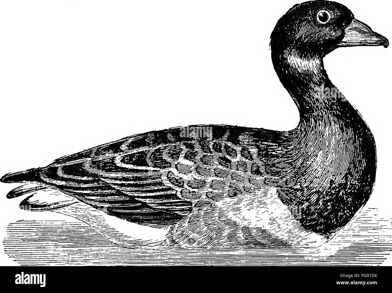 La Nuova Inghilterra la vita degli uccelli; essendo un manuale di New England ornitologia: rev.e ed. dal manoscritto di Winfrid A. Stearns . Gli uccelli. 302 ANATID^ : i cigni, oche