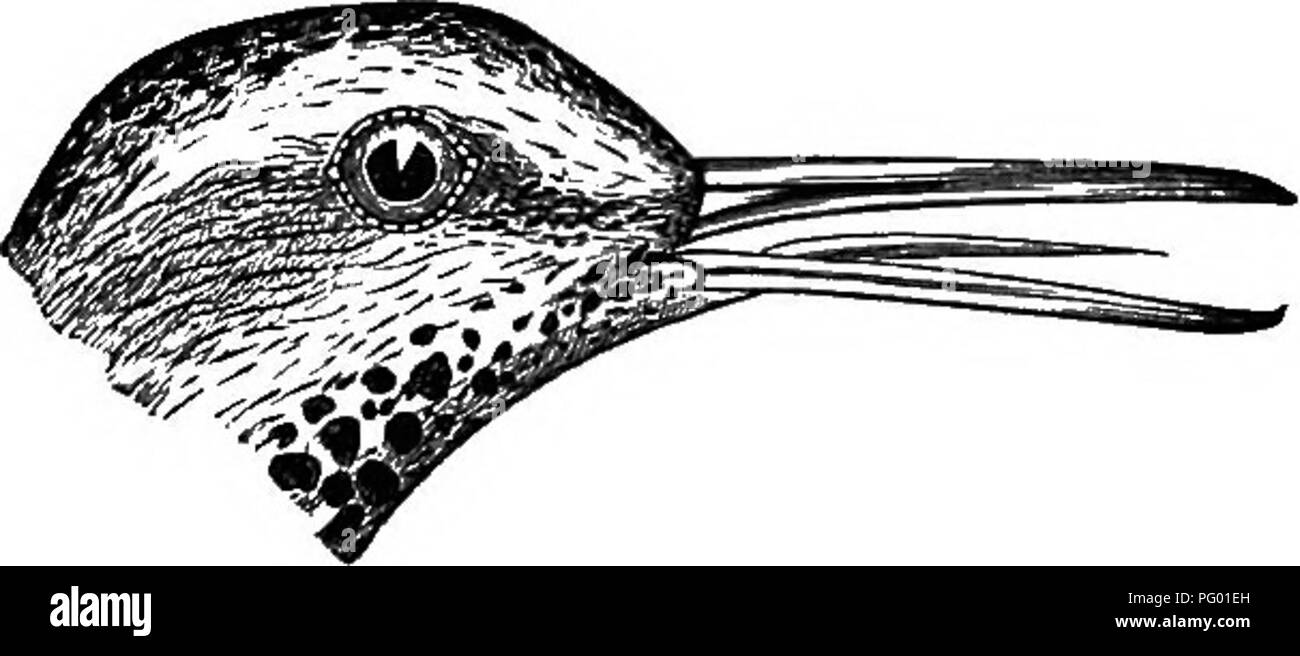 . La Nuova Inghilterra la vita degli uccelli; essendo un manuale di New England ornitologia: rev.e ed. dal manoscritto di Winfrid A. Stearns . Gli uccelli. TRINGOIDES MACULARIUS : SPOTTED SANDPIPER, 241 SPOTTED SANDPIPER. Tringoides MACULARIUS (Z.) grigio. Bill Chars diritta, solo circa come lungo come la testa o tarso, scanalati per circa della sua lunghezza. Tarso circa lunga come mezzo di punta e artiglio coda ; arrotondati, metà come lungo come l'ala. Bill e piedi pale- colorati. In precedenza, setoso ashy-olive (colore di un cucù) con una lucentezza ramato, finemente variata con tracce nerastre. Linea sugli occhi e intera sotto la voce Parti, bianco puro, completamente macchiato con Foto Stock