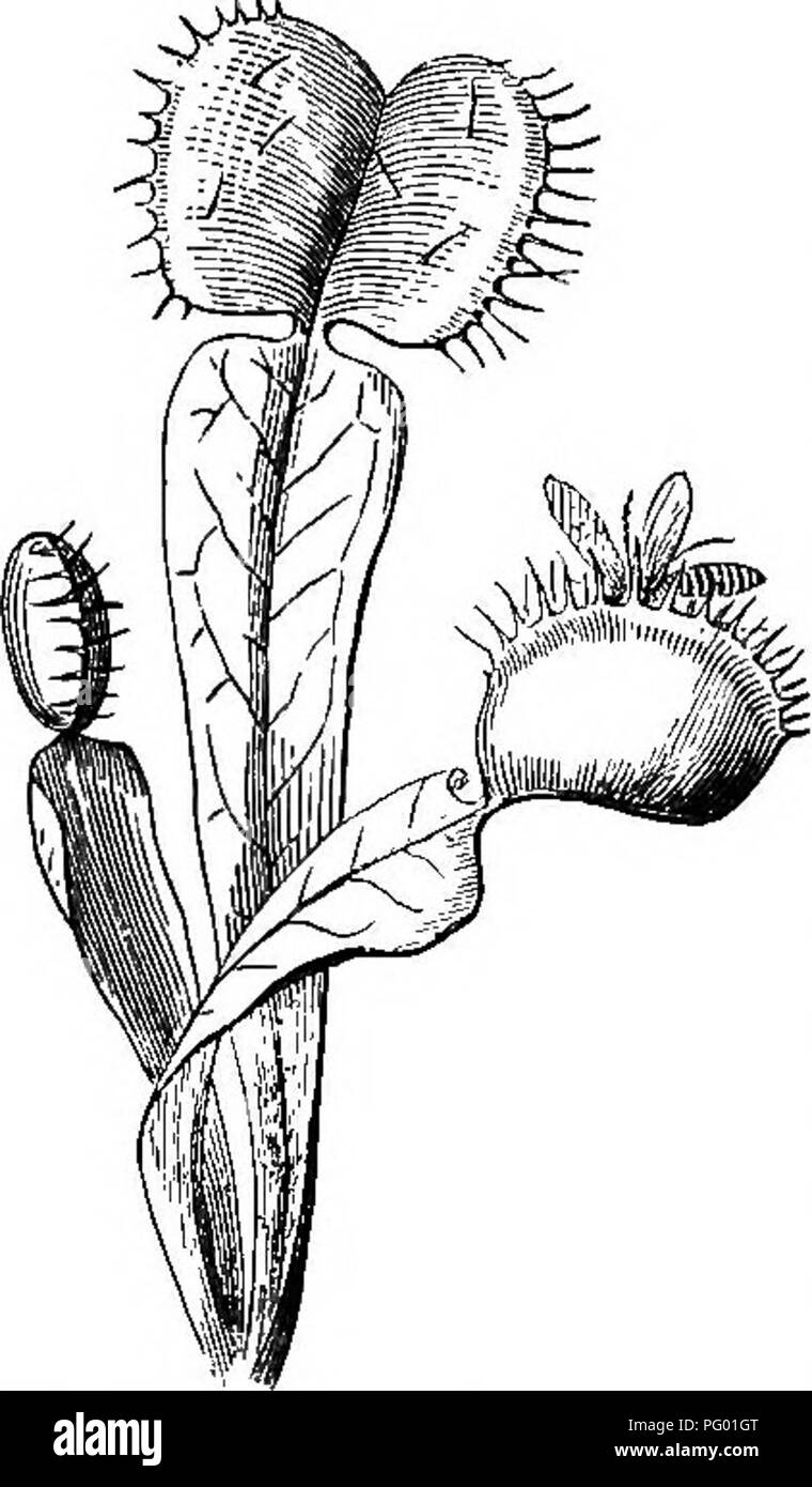 . La botanica per i giovani : Parte II. Come si comportano le piante ; come si muovono, arrampicarsi impiegare gli insetti a lavorare per loro, &AMP; c. La botanica. 44 Come certe piante di catturare insetti. fly-cattura. Inoltre, in una delle nostre specie con foglie più {D. longifolia) la lama della stessa foglia incurves (come una donna intelligente ha osservato), in modo da ripiegare attorno alla sua vittima ! 96. Un altro e più praticato osservatore, le cui osservazioni non sono ancora j)ub- fissate, dichiara che le foglie del comune di round-lasciava Sundew atto differiscono- ingresso quando diversi oggetti vengono collocati su di essi. Ad esempio, se una particella di Foto Stock