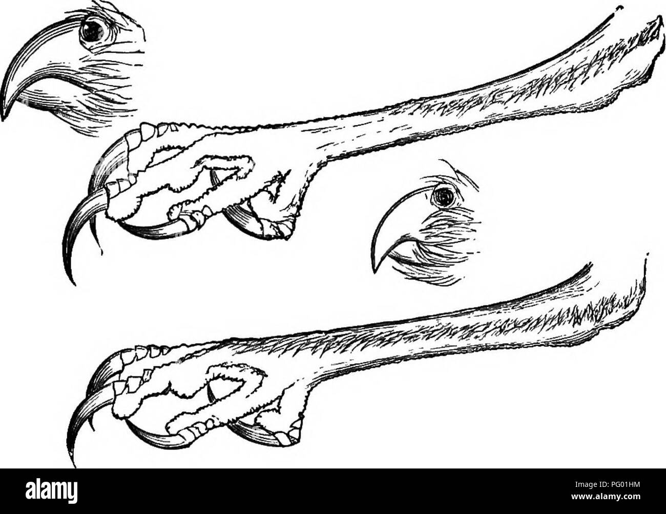 . La Nuova Inghilterra la vita degli uccelli; essendo un manuale di New England ornitologia: rev.e ed. dal manoscritto di Winfrid A. Stearns . Uccelli. lOO STRIGIDiE : GUFI. Il Gufo scavando in mezzo a noi con la nota di cui abbiamo terminato l' esame della notte-rapaci, certamente appartiene a tale categoria. Un individuo di questa specie singolare fece la sua comparsa a Newburyport, nel Massachusetts, 4 maggio 1875, in cui il tempo e il luogo è stato fatto a morte dai sigg. H. Joyce e J. K.. Fig. 19. - Fatture e piedi di scavando Gufi. Clifford, come inizialmente affermato dal Sig. Ruthven Deane in "l'asta e la pistola&q Foto Stock