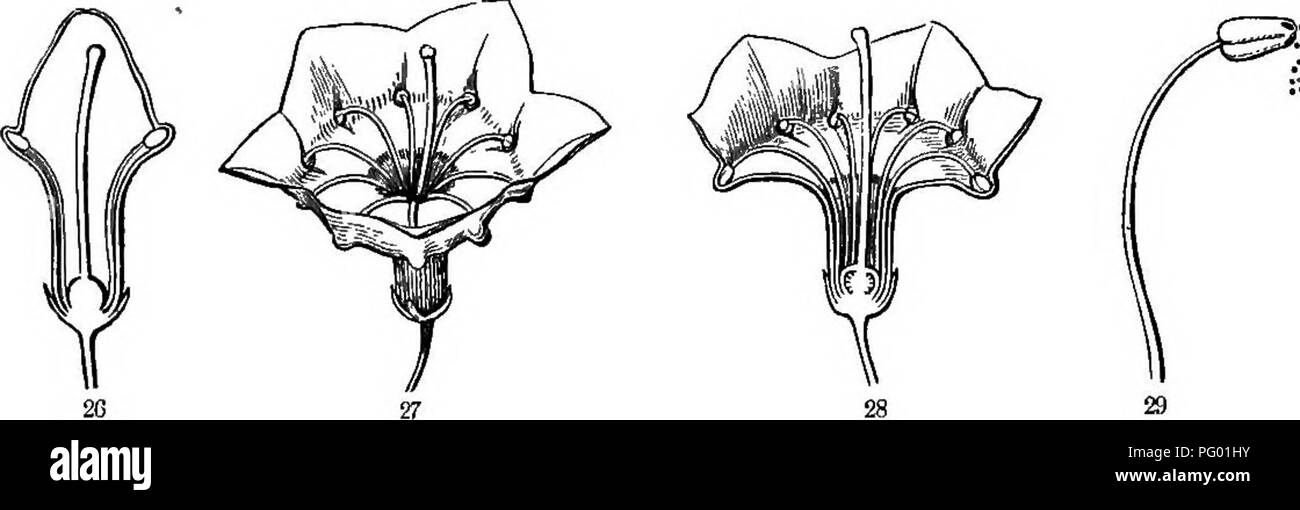 . La botanica per i giovani : Parte II. Come si comportano le piante ; come si muovono, arrampicarsi impiegare gli insetti a lavorare per loro, &AMP; c. La botanica. 34 Come impiegare piante insetti A LAVORARE PER LORO, prendere nota che questi antere non aprire dal trap-porte, come quelli di Crespino, né da lungo fessure come nella maggior parte dei fiori. Come nella maggior parte della famiglia di Heath (al quale appartiene Kalmia), essi sono costituiti da una coppia di sacs, fianco a fianco, che aperto da un foro rotondo nella parte superiore (vedere Fig. 29). Così, quando il filamento si prostrò si libera e vola in avanti, i grani di polline nell'antera sono proiettati, come tiro da un bambino è il segnale di PEA-shooter. Foto Stock