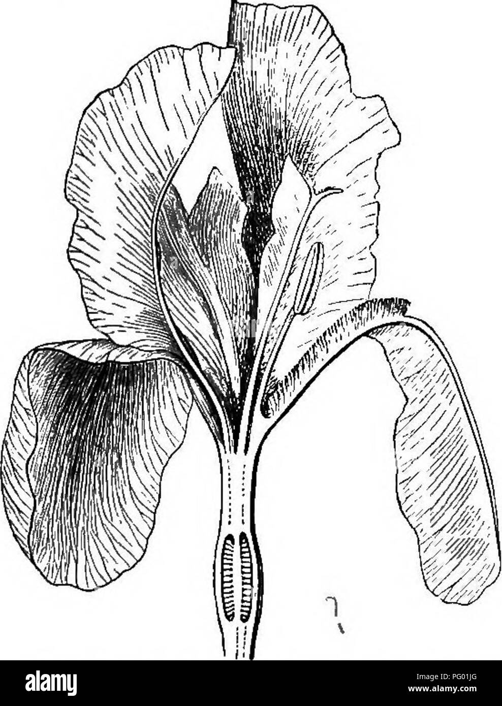 . La botanica per i giovani : Parte II. Come si comportano le piante ; come si muovono, arrampicarsi impiegare gli insetti a lavorare per loro, &AMP; c. La botanica. 22 Ora impiegare piante insetti per WOEK FOE. difficoltà. L'antera e lo stigma di fronte all'altra. L'antera rivolta verso l'esterno e scarica il polline attraverso due feritoie lungo sul lato esterno soltanto. La piastra sottile o ripiano è lo stigma solo sulla sua parte superiore o faccia interna, la quale è resa scabra e inumidito in modo usuale per ricevere il polline: la faccia rivolta verso l'antera non può ricevere il polline a tutti. 40. Un meno comune del fiore e il bellissimo Aretkusa Foto Stock