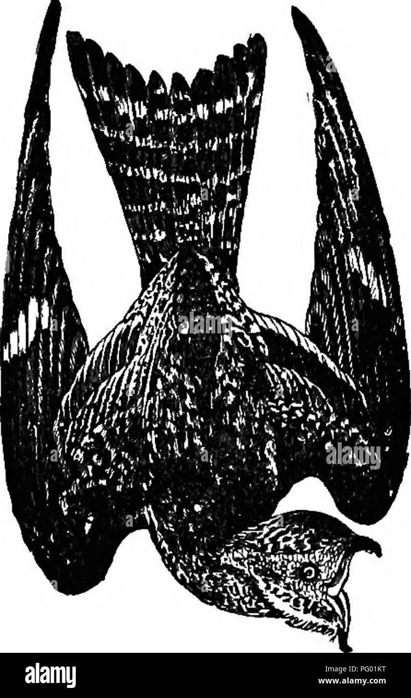 . La Nuova Inghilterra la vita degli uccelli; essendo un manuale di New England ornitologia: rev.e ed. dal manoscritto di Winfrid A. Stearns . Gli uccelli. CHORDEDILES POPETUE : Night Hawk o BULL-BAT. 53 femmina. Coda nerastra, in marmo con diverse pale cross-bar e nel maschio con grandi spazi bianchi in prossimità delle estremità di piume. Lungo i supporti del parafango nerastro, con una grande punto bianco su cinque colori primari esterna a metà strada tra loro basi e suggerimenti ; nella femmina questo marchio minore o non è bianco puro. Lunghezza circa 9.00 ; misura, 22,00 ; ala, 8.00 ; coda, 5.00 ; bill circa 0,25 nella sua parte dura, ma con immensa gape Foto Stock