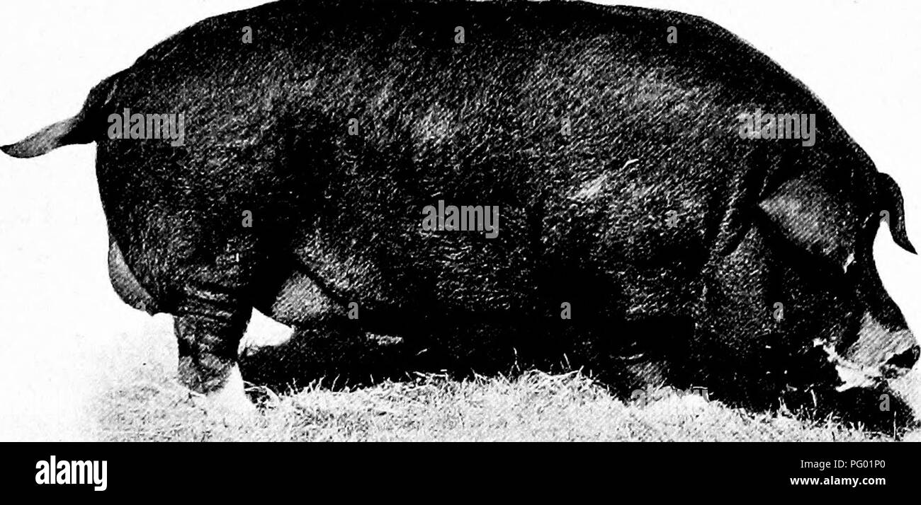 . Manuale di animali da fattoria; una guida pratica per la scelta, l'allevamento e mantenere dei cavalli, bovini, ovini e suini. Industria animale; cavalli; bestiame, ovini e suini. La scelta e la JVDGING SUINA 455 o più grandi le zanne così come il più grande e più rugoso il corpo in tutto e per tutto. La vecchia scrofa più pendulent ventre, grossolana e più rugoso ella diventa. La scelta di strutto-porci il lardo- o fat-maiale è desiderata per la versione completa di spalle e prosciutti pesanti. Questi punti devono essere tenuti ben in mente. L. Fig. 157. Â La Polonia Cina Yearling Boak. Fiera, 1908. Il primo premio, Wisconsin stato la Polonia Cina b Foto Stock