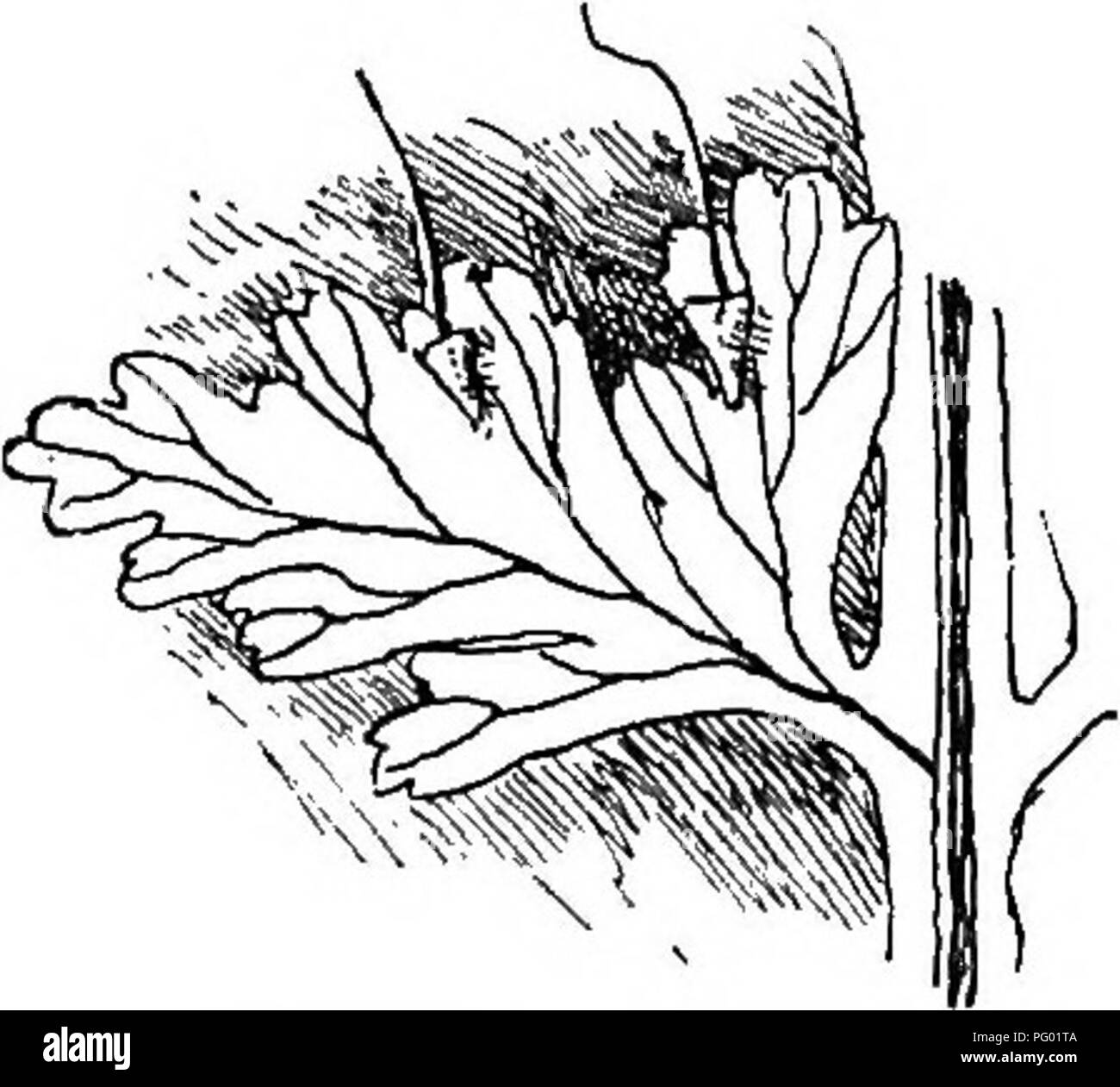 . Il nostro felci nei loro tormenta; una guida per tutte le specie native. Felci. 288 specie di confine. La polypody, osmunda, il sommatore's-linguetta e climbing fern famiglie. La nostra specie è uno dei più ampiamente distribuito della sua tribù. Si è trovato nei tropici di entrambi gli emisferi e in molte parti delle zone temperate. In America cresce dal Kentucky in Florida che popolano le rocce umide. Il rizoma è snello, cordlike, coperto con scuri hairlike scale e spesso si insinua ampiamente. Nelle parti più calde della terra si ascende alberi ad altezze di alcuni metri. Vi è una notevole variazione nell'frond Foto Stock