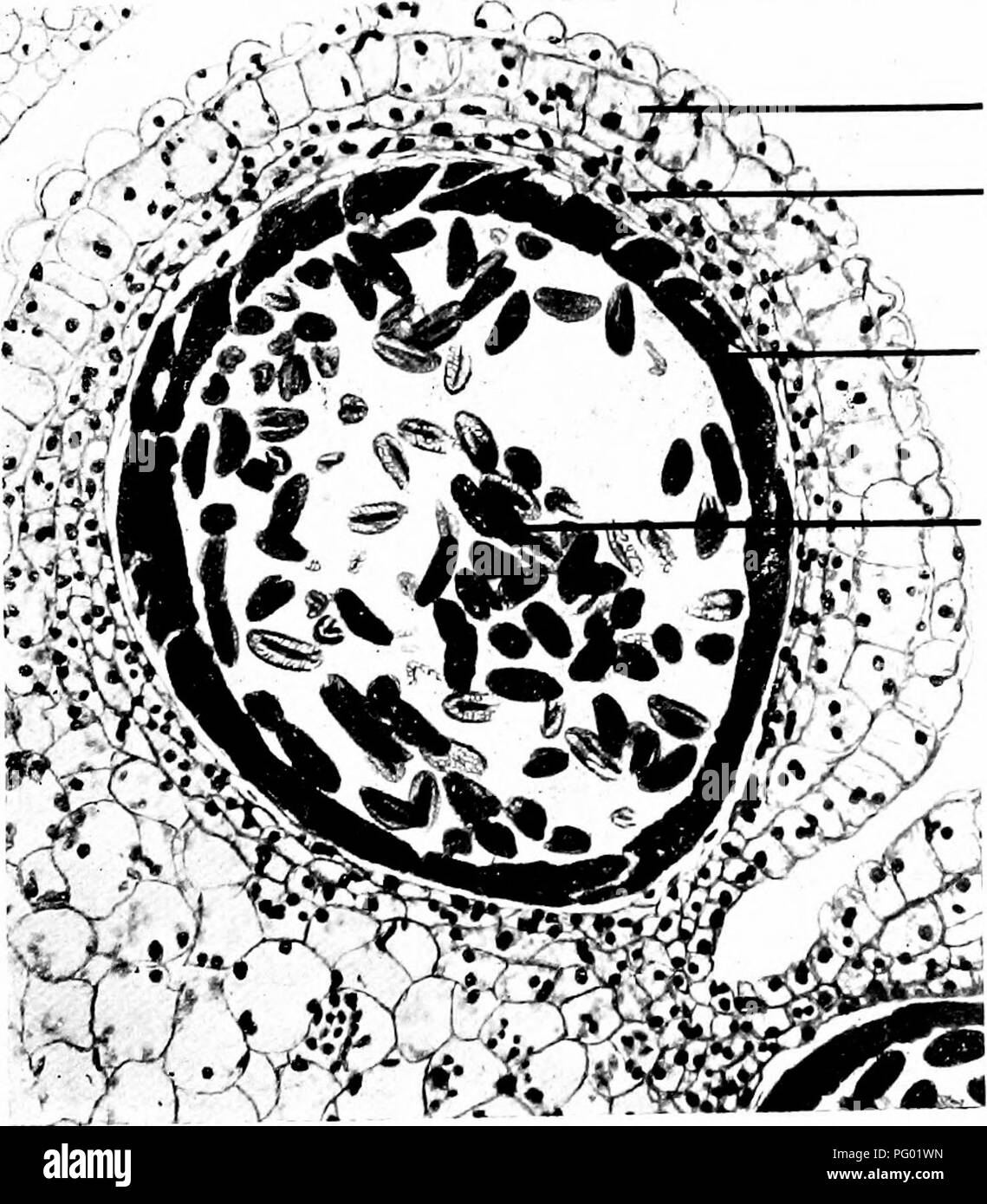 L'immagine presenta un fotomicrografo dell'etere di Lilium croceum, un giglio arancione. Il fotomicrografo mette in mostra i dettagli delle strutture riproduttive vegetali, come sacche di polline, strato di tapetal e tessuti fibrosi, offrendo informazioni sul mondo microscopico della biologia vegetale e dell'anatomia floreale. Foto Stock