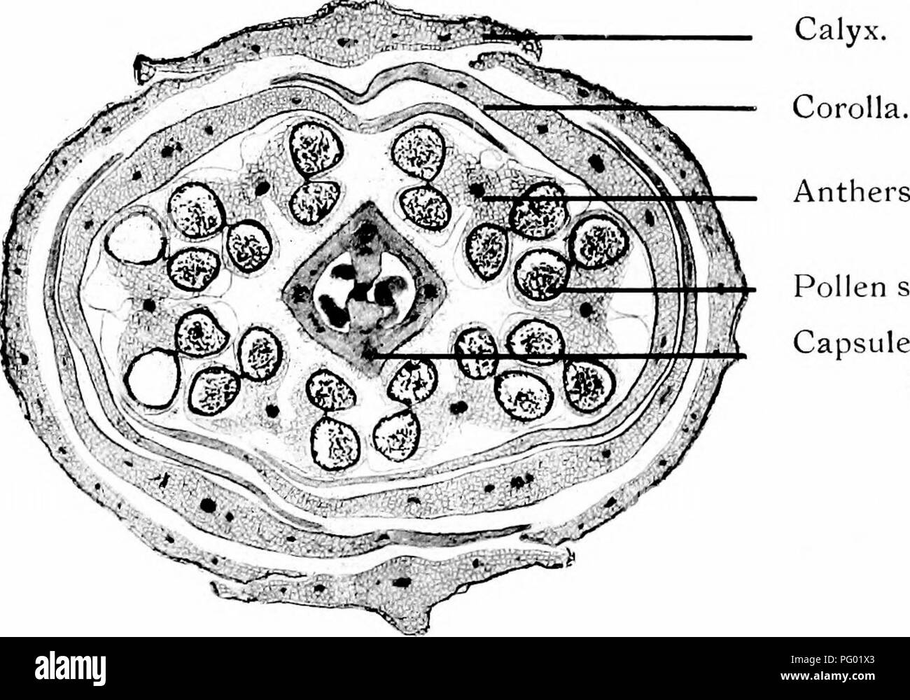 Questa collezione di fotomicrografi si concentra su immagini dettagliate di gemme di fiori, sacche di polline e altri esemplari botanici, fornendo informazioni sulle strutture riproduttive delle piante e studi botanici a livello microscopico. Foto Stock