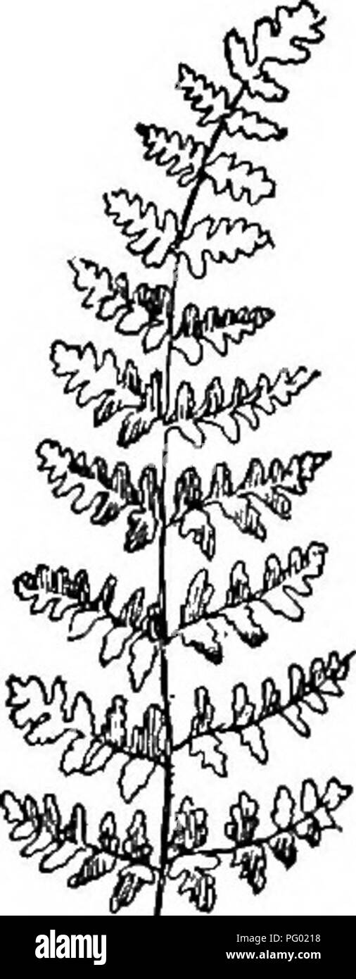 . Il nostro felci nei loro tormenta; una guida per tutte le specie native. Felci. 238 CnBlLANTHES E MAIDENHAIR.. Cheilanthes vcstita è un esempio lampante di una roccia- felce amorevole che non è parziale al calcare. Essa mostra una forte preferenza per roccia ignea. Ad la New Haven stazione è descritto come una crescente nelle fessure di una rupe basaltica e nel New Jersey settentrionale è più frequente sulle battute di gneiss. Superficialmente si ha un deciso resem- blance a Woodsia Ilvcnsis e non è in- spesso raccolti per l'IT. Le sue fronde sono circa le stesse dimensioni e la stessa forma, sono pelose e la pianta ha t Foto Stock