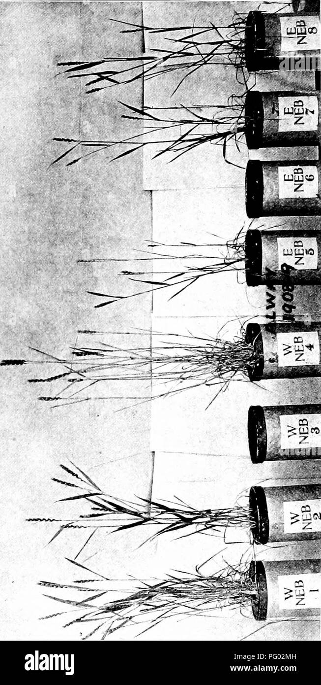 . Dry-agricoltura : un sistema di agricoltura per i paesi al di sotto di una piovosità bassa . L'aridocoltura. . Si prega di notare che queste immagini vengono estratte dalla pagina sottoposta a scansione di immagini che possono essere state migliorate digitalmente per la leggibilità - Colorazione e aspetto di queste illustrazioni potrebbero non perfettamente assomigliano al lavoro originale. Widtsoe, John Andreas, 1872-1952. New York : La Macmillan Company Foto Stock