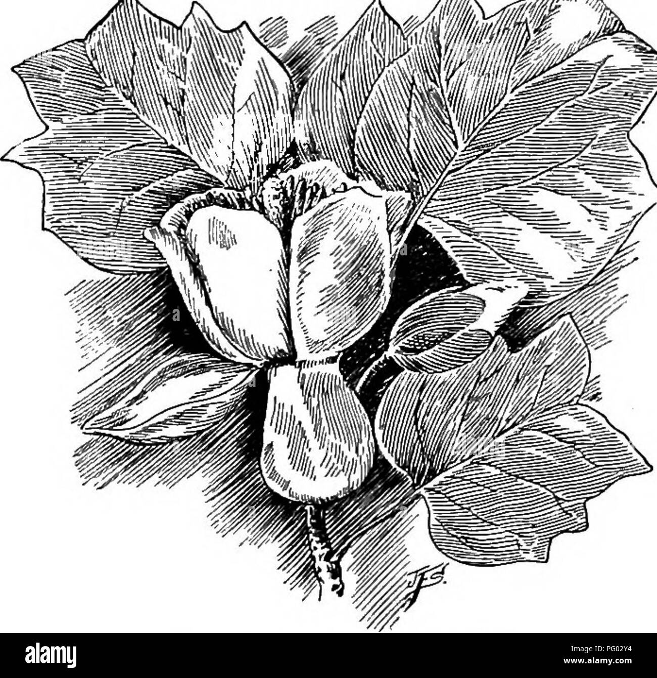. L'apicoltura; una discussione della vita dell'Honeybee e della produzione di miele. Api; miele. Le fonti di nettare e polline 393 Aestri, girasole, Spagnolo ago, salvia, spazzola Pireweed, cardo, Canada Thistle e Spikeweed. Questa è la più importante famiglia dal punto di vista dell'apicoltore. Thoroughwort; vedere Boneset. Tickseed; vedere spagnolo ago. Delle Tiliaceae ; vedere Linden famiglia. Ti-ti, leatherwood, ferro-legno, Cyrilla racemiflora. Arbusto sempreverde di 35 piedi, fiori piccoli, bianco in stretti racemi. Maggio- luglio, Febbraio-marzo in Florida. Il miele rosso, sapore forte, buono solo per la cottura. Vir Foto Stock