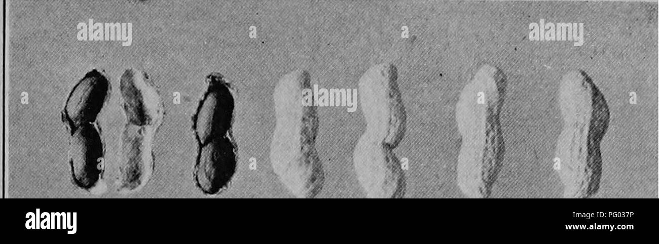 . Raccolti di Campo per il cotone-cintura. L'agricoltura. PEANUT 435. X) I I ^^ I I. Si prega di notare che queste immagini vengono estratte dalla pagina sottoposta a scansione di immagini che possono essere state migliorate digitalmente per la leggibilità - Colorazione e aspetto di queste illustrazioni potrebbero non perfettamente assomigliano al lavoro originale. Morgan, James Oscar. New York, la Macmillan company Foto Stock