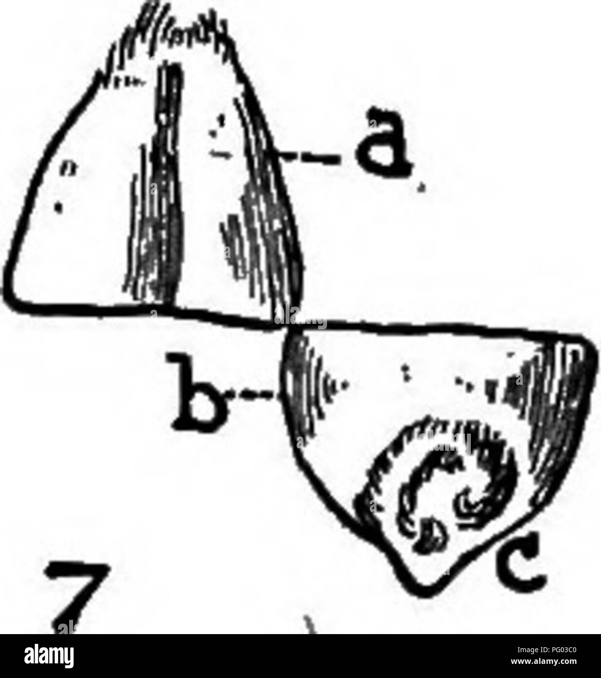 . Raccolti di Campo per il cotone-cintura. Agricoltura. e- Fig. 52. - Gli organi riproduttivi di grano: (1) Spikelet, dimensione naturale, con un paio di articolazioni del rachide; / e g sono flowerless glumes; k, broccoli cuscinetto semi; r, rudimentale broccoli. (2) schema longitudinale del fiore appena prima della fioritura; antere contrassegnato o; ovaia, o; lo stigma, s; filamento, /. (3) Schema di fiore appena dopo la fioritura, mostrando come . antere sono trattenuti all'interno della busta. (4) ovaio e lo stigma appena prima della fioritura. (5) ovaio e lo stigma al momento della fioritura. (6) ovaio e lo stigma poco dopo la fioritura. (7), (8), (9) Foto Stock