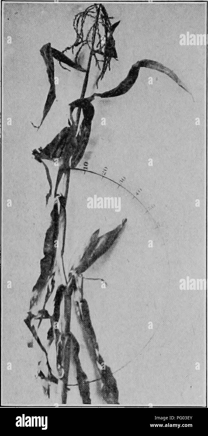 . Raccolti di Campo per il cotone-cintura. L'agricoltura. 188 raccolti di campo per il cotone-cintura la altezza della pianta, altezza alla quale orecchio è a carico, posizione dell'orecchio e la Hke, sono di solito prese attentamente in considerazione negli allevamenti di mais. Esso rimane tuttavia che la resa è lo scopo primario per il mais allevamento e se ogni anno seme è attentamente selezionato e propa- gated dal più alto al più piante cedevole o progenie righe come può essere il caso, tutti gli altri caratteri della pianta •sarà naturalmente regolare se stessi imder le condizioni esistenti in un modo tale che ulti- valgono più pro- ductive tipo 6f impianto f Foto Stock . Raccolti di Campo per il cotone-cintura. L'agricoltura. 188 raccolti di campo per il cotone-cintura la altezza della pianta, altezza alla quale orecchio è a carico, posizione dell'orecchio e la Hke, sono di solito prese attentamente in considerazione negli allevamenti di mais. Esso rimane tuttavia che la resa è lo scopo primario per il mais allevamento e se ogni anno seme è attentamente selezionato e propa- gated dal più alto al più piante cedevole o progenie righe come può essere il caso, tutti gli altri caratteri della pianta •sarà naturalmente regolare se stessi imder le condizioni esistenti in un modo tale che ulti- valgono più pro- ductive tipo 6f impianto f Foto Stock