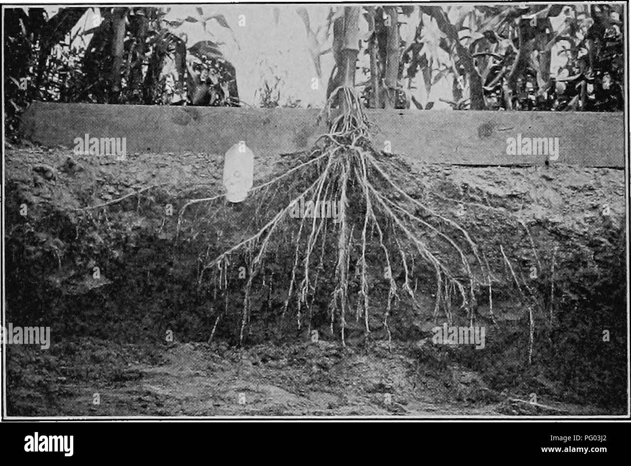 . Raccolti di Campo per il cotone-cintura. L'agricoltura. 152 raccolti di campo per il cotone-nastro fino ad una distanza di 16 TB 18 pollici e che con il tempo le piante sono venuta in fiocco la rdot-sistema può coprire un raggio di 4 piedi. , La profondità a cui la maggior parte delle radici primarie di mais sviluppare varia alquanto in accordanae con (1) il contenuto di umidità del suolo durante la stagione crescente, (2) la profondità alla quale i semi-letto è stato pre- pared e (3) la distanza delle radici dall'impianto.. Fig. 20. - Distribuzione di radice di granoturco a silking tempo. Nelle stagioni umide è la tendenza per le radici t Foto Stock