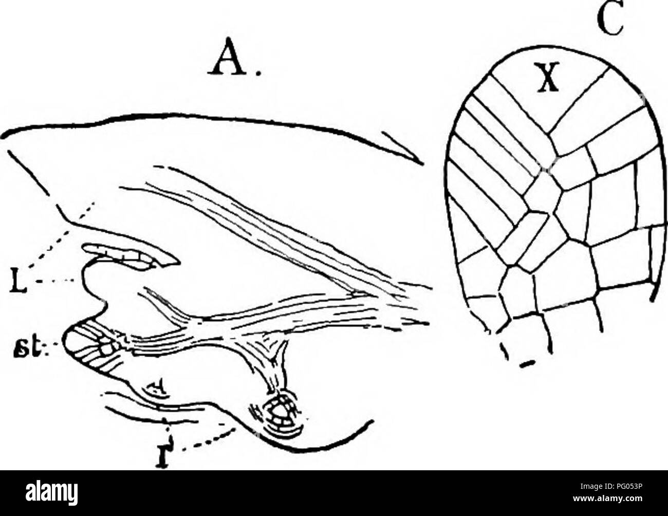 . La struttura e lo sviluppo di muschi e felci (Archegoniatae). Morfologia vegetale; muschi e felci. LEPTOSPORANGIATM HETEROSPOREM 431 internodi. In corrispondenza dei nodi sono a carico delle varie appendici di stelo e il internodi allungati sono, eccetto per il fatto di oc- radici provvisori (13), molto bisognosi di appendici. Foglie e rami derivano dai nodi, e in Marsilia sono molto affollate. Le piante sono acquatiche o anfibi e il portamento della pianta è molto differente, soprattutto in Marsilia, man mano che cresce sommersi completamente o parzialmente o interamente al di fuori dell'acqua. Alcune specie come M. vestita, gro Foto Stock