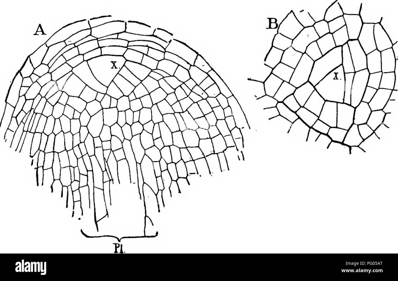 . La struttura e lo sviluppo di muschi e felci (Archegoniatae). Morfologia vegetale; muschi e felci. 266 muschi e felci CHAP. Setaccio-tubi sono costituiti da un sottile strato parietale del protoplasma in cui numerosi nuclei sono incorporati. Poco luccicante glob- ules si trovano anche, specialmente vicino alle aperture di pori del crivello-piastre. La lamina del segmento sterile della foglia è composto da un materiale spugnoso mesophyll verde, più compatta sulla tomaia sur- faccia. Le cellule epidermiche mostrano le linee ondulate caratteristica di grandi foglie di altri felci, e sviluppare stomata solo dopo il sid inferiore Foto Stock