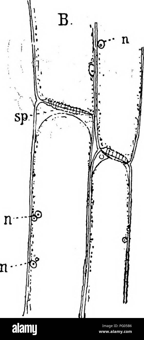 . La struttura e lo sviluppo di muschi e felci (Archegoniatae). Morfologia vegetale; muschi e felci. vii PTERIDOPHYTA-FILICINE^-OPHIOGLOSSACEM 265 il floema è composto anche degli stessi elementi, grande setaccio-tubi, disposti in una graziosa zona definita accanto lo xilema e celle di dimensioni più piccole di aspetto simile, ma che non mostrano il carattere multinucleate o perforati pareti trasversali di quest'ultimo. Il setaccio-tubi sono grandi (Fig. 145), e a longi- tudinal sezione sono visti sono costituiti da file di ampie celle con orizzontale o obliqua di pareti di divisione. Le pareti trasversali che separa due stati Foto Stock . La struttura e lo sviluppo di muschi e felci (Archegoniatae). Morfologia vegetale; muschi e felci. vii PTERIDOPHYTA-FILICINE^-OPHIOGLOSSACEM 265 il floema è composto anche degli stessi elementi, grande setaccio-tubi, disposti in una graziosa zona definita accanto lo xilema e celle di dimensioni più piccole di aspetto simile, ma che non mostrano il carattere multinucleate o perforati pareti trasversali di quest'ultimo. Il setaccio-tubi sono grandi (Fig. 145), e a longi- tudinal sezione sono visti sono costituiti da file di ampie celle con orizzontale o obliqua di pareti di divisione. Le pareti trasversali che separa due stati Foto Stock