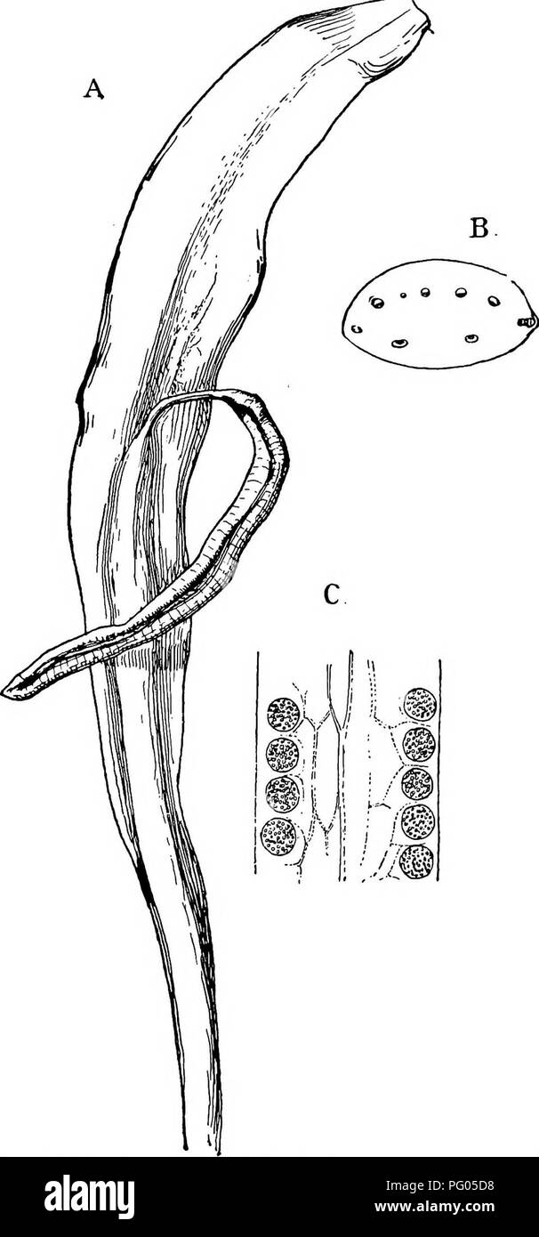 Questo lavoro si concentra sulla struttura e lo sviluppo di muschi e felci, in particolare esaminando la specie Ophioglossum pendulum. Evidenzia caratteristiche chiave come lo sporangioforo, la sezione trasversale del petiolo e la struttura delle parti spore della pianta. Foto Stock