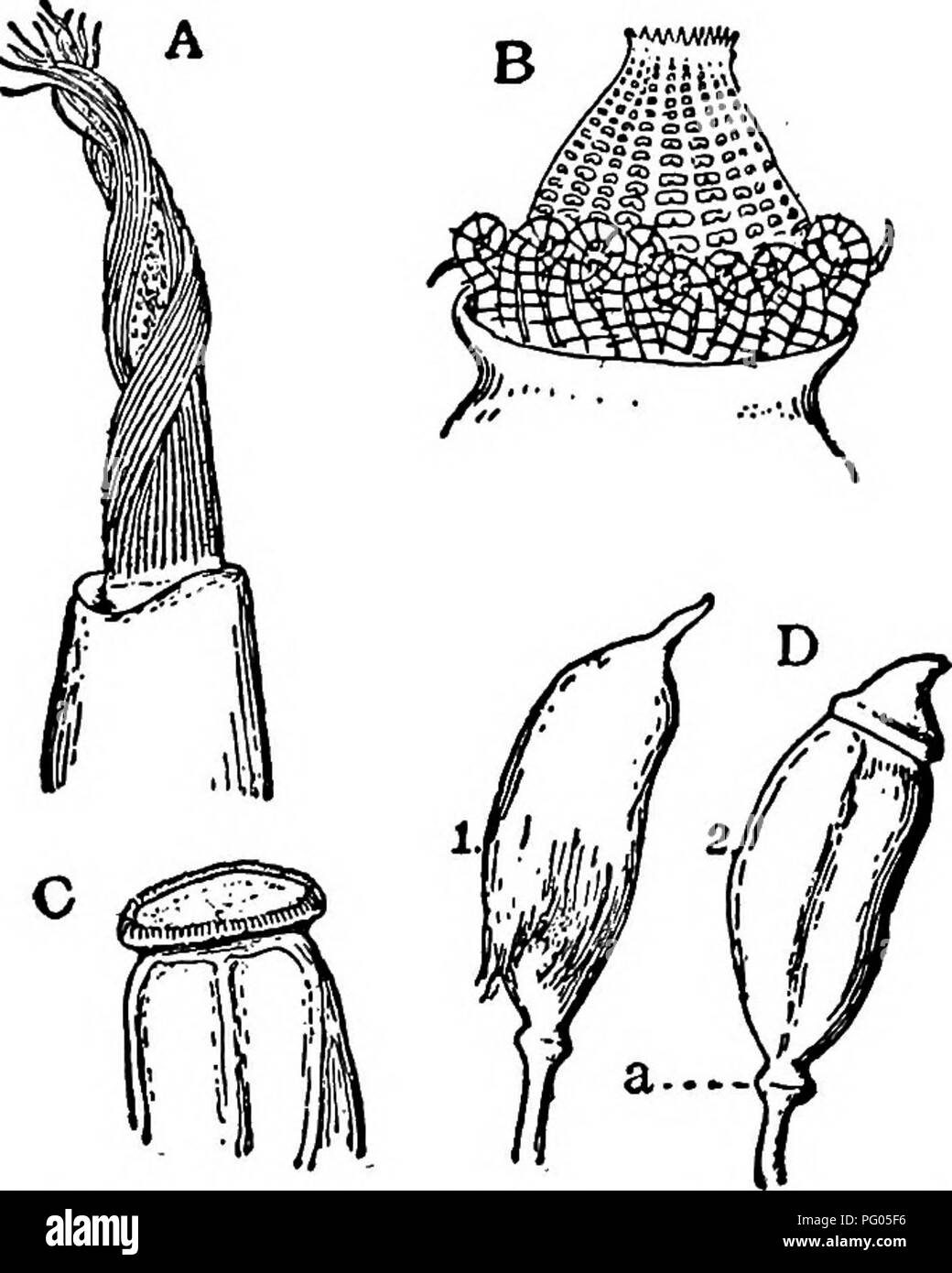 . La struttura e lo sviluppo di muschi e felci (Archegoniatae). Morfologia vegetale; muschi e felci. 220 muschi e felci CHAP. Il sporogonium di Tetraphis ha un peristome della struttura pecuHar e non sono strettamente comparabili a quelli degli altri muschi. Dopo l'opercolo cade il tessuto sottostante si divide in quattro denti appuntiti, che tuttavia non sono, come in Funaria, composto semplicemente delle pareti della cella, ma sono masse di tessuto. Tutti gli altri Bryales superiore, con l'eccezione del Polytrichacese, hanno il peristome essenzialmente della stessa struc- ture come quello descritto per il divertimento Foto Stock