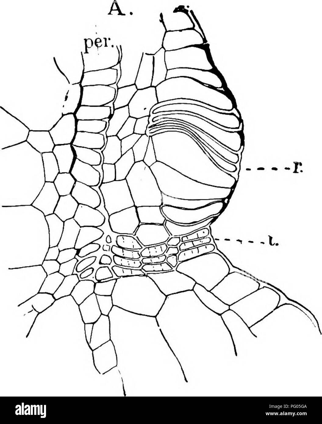 Questo lavoro esamina la struttura e lo sviluppo di muschi e felci, concentrandosi in particolare sulle cellule sporogene e sulla formazione di capsule nei muschi. Fornisce diagrammi dettagliati per illustrare le fasi di sviluppo e le strutture cellulari coinvolte. Foto Stock
