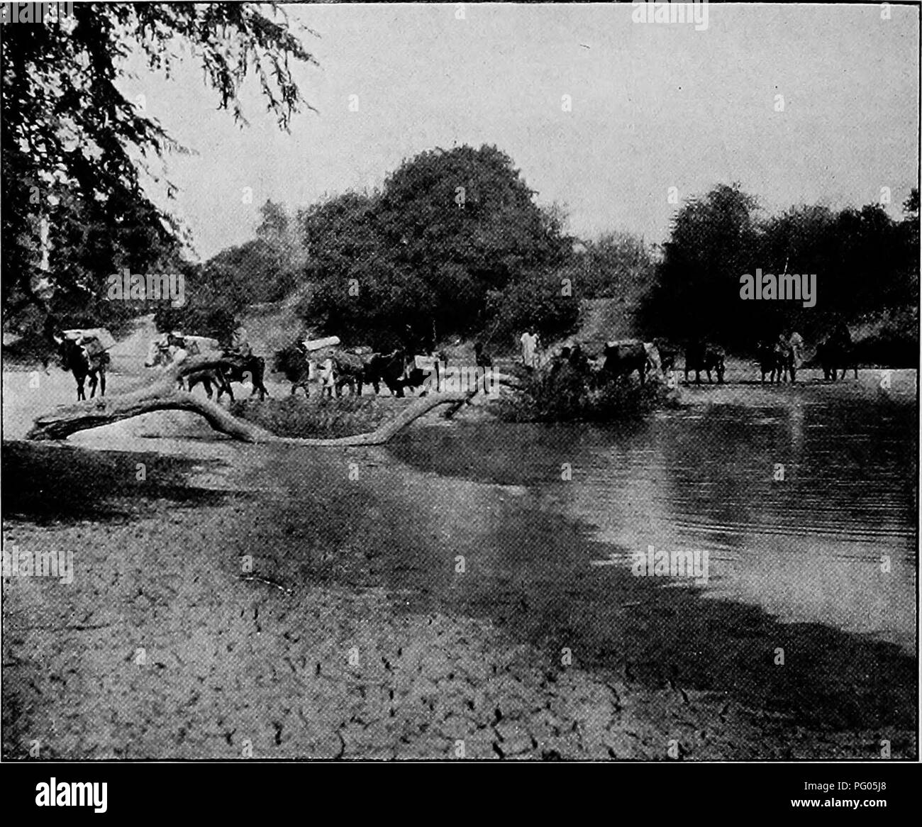 . Dal Niger al Nilo. Spedizione Alexander-Gosling; uccelli. UO FKOM IL NIGEE al Nilo dopo aver trascorso una notte fredda, egli continuò il suo viaggio a febbraio 17 a N'gala. A metà strada in quel luogo il coun- prova cominciò a cambiare il suo carattere come è arrivato più lontano dalla i. GOSLING S COLrMN OROSSING IL EIVEE SHABI-WASE Lago. Ci sono state buone aprire distese di terreno ricco in cui il riso e il miglio sono state cresciute. La strada attraversava il letto asciutto del Shari-Wase, lo stesso flusso che fluisce oltre Maifoni. N'gala sorge su un terreno in salita, comandando una bella vista. Gosling, che fu accolto nel suo ingresso da t Foto Stock