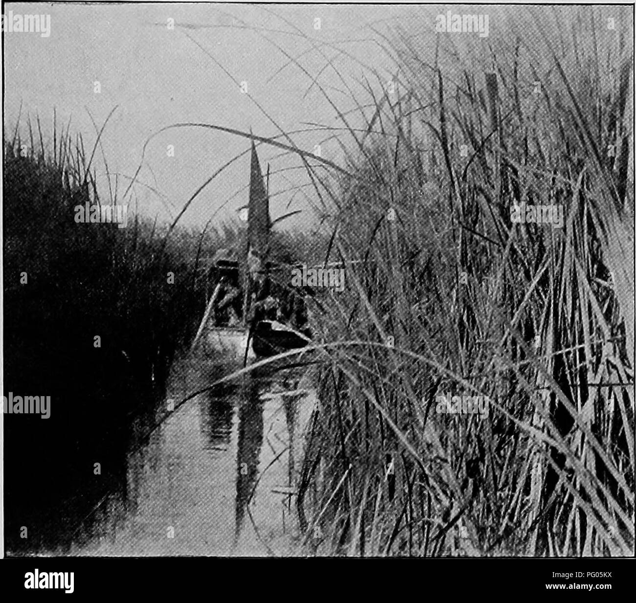 . Dal Niger al Nilo. Spedizione Alexander-Gosling; uccelli. Il passaggio del lago Ciad loi naturalmente ho fortunatamente preso la direzione di Jose della barca, per sulla constatazione che non ero in seguito egli aveva messo dei bastoni con pezzi di carta ad essi legato in acqua ad intervalli. Round. KUKI IL TAGLIO VICINO SHAM bocca l'angolo sud-ovest del lago il paese diventa paludosa in una depressione che era una volta la bocca di Bahr el-Ghazal, un fiume che è stato soffocato da derive di sabbia soffiata verso ovest dal Soudan. La stessa influenza è visto nelle dune di sabbia che si stanno gradualmente ammucchiati i Foto Stock