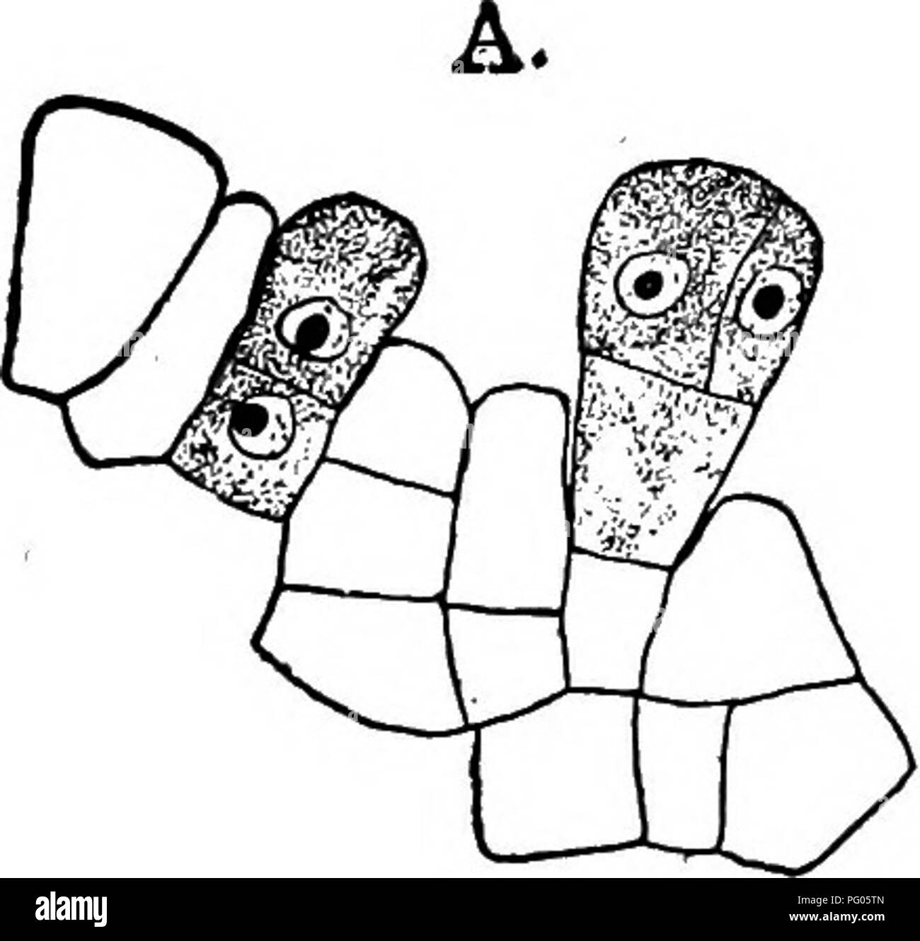 . La struttura e lo sviluppo di muschi e felci (Archegoniatae). Morfologia vegetale; muschi e felci. Il JUNGERMANNIALES 93 off alternativamente a destra e a sinistra e da ciascun segmento un arche^ gonium si sviluppa. Il segmento è diviso, probabilmente, come nel ramo maschile e quelli vegetativa, in una superficie interna ed una superficie esterna di cella, ma non sono riuscito a ottenere una soddisfacente longi- tudinal sezioni parallele alla superficie, così non può parlare posi- creditore è a conoscenza dei costi su questo punto. Il segmento più giovane in cui la madre archegonium cella è riconoscibile, fotte in verticale sec- tion tre celle, una piccola o ventrale Foto Stock