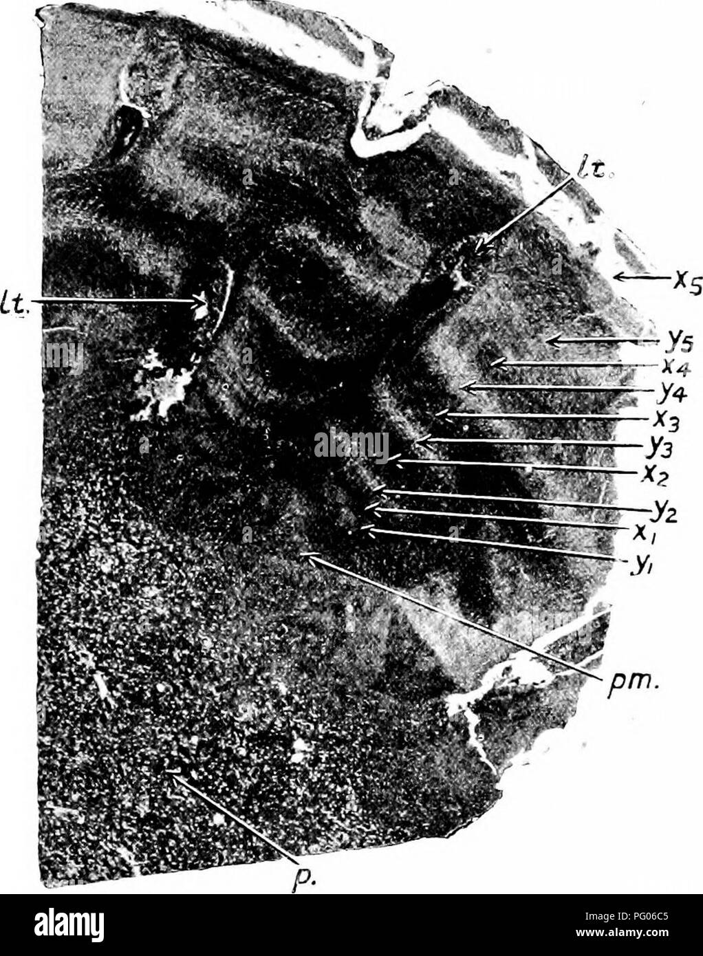 . Piante fossili : per gli studenti di botanica e geologia . Paleobotanica. 492 CTCADOPHYTA [CH. zone è lo xilema secondario il cui bordo interno forma le baie e questo è composto da zone alterne verticali e orizzontali di tracheids (fig. 580, y-^-x^; fig. 581) con bordati, scalariform, box sulle loro pareti attraversate dai raggi midollare generalmente biseriate e da 4 a 30 cellule profonde. La disposizione della tracheids è tale da rendere trasversale e longitudinale radiale sezioni. Fig. .580. Golymbetes Edwardsi. Sezione trasversale che mostra dieci zone alterne di legno al di fuori del perimedullary Foto Stock