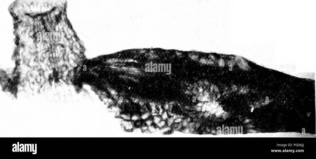 . Piante fossili : per gli studenti di botanica e geologia . Paleobotanica. 440 BENNETTITALBS [p^- estremità distali caratterizzato da una patch di più leggero e sottile-murato celle all'apice (fig. 554); il micropylar tubi sono shghtly espanso in corrispondenza del vertice e le loro cellule epidermiche sono papillose come in Williamsonia scotica (cfr. fig. 563, B). Nathorst nel 1909 ha adottato il nome Williamsonia pecten Carr.^ per gli esemplari di cui originariamente a W. Lechenbyi nonché per microsporophylls che egli credeva che appartengono alla stessa pianta come il ovulate strobili: ma in una successiva carta^ egli limita il nome Williamso Foto Stock