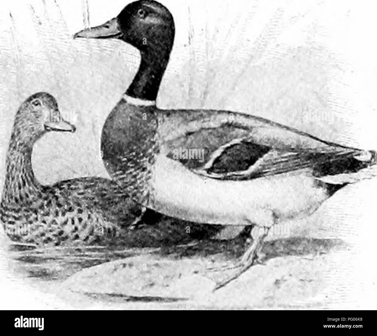 . Come conoscere le anatre e oche e cigni del Nord America, tutte le specie che sono raggruppati secondo la dimensione e il colore. Anatre e oche; cigni; uccelli. axillars, bianco. Mallard Duck. Anas hosehas (maschio). Vedere pagina 41. Anas liu.^rhas. " B&lt;dly, bianco, che mostra più o meno macchie marroni; axillars, bianco; bill, a meno di .!)() largo alla parte più ampia; speculum, in bianco e nero. Canapiglia. ^Vnas strepera (femmina). Vedere pagina 44. Â "-* ' " -â ^^ â Speculum, viola bluastro, orlata di bianco e nero; Testa, marrone fulvo, striate con il marrone scuro ; ventre, pallido bull', con chiazze marrone; piedi, arancione ri Foto Stock