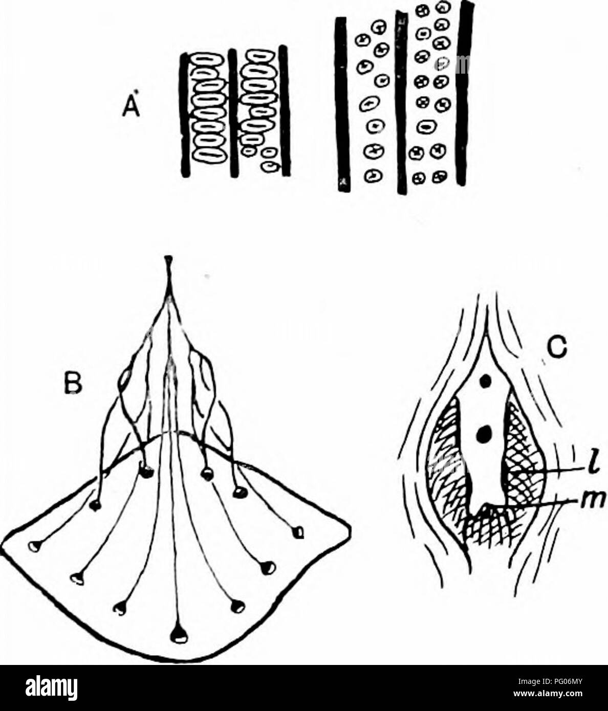 . Piante fossili : per gli studenti di botanica e geologia . Paleobotanica. XXXVI] CYCADBOIDBA 415 Cycadeoidea micromyela Moriere. Questa specie di Liassic dalla Normandia è stato investigato a fondo da Lignier^; originariamente previste per le conifere, è stato successivamente descritto da Moriere* come Cycadeoidea micromyela. Per quanto riguarda caratteristiche esterne dello stelo è del solito tipo Cycadeoidea: Saporta^ assegnato al genere Platylepis. Il xilema secondario è costituito da tracheids con buche bordate sulle pareti radiali disposte come singolo file contigue, resembhng scalariform vaiolature o come 1-2 righe di separare circ Foto Stock